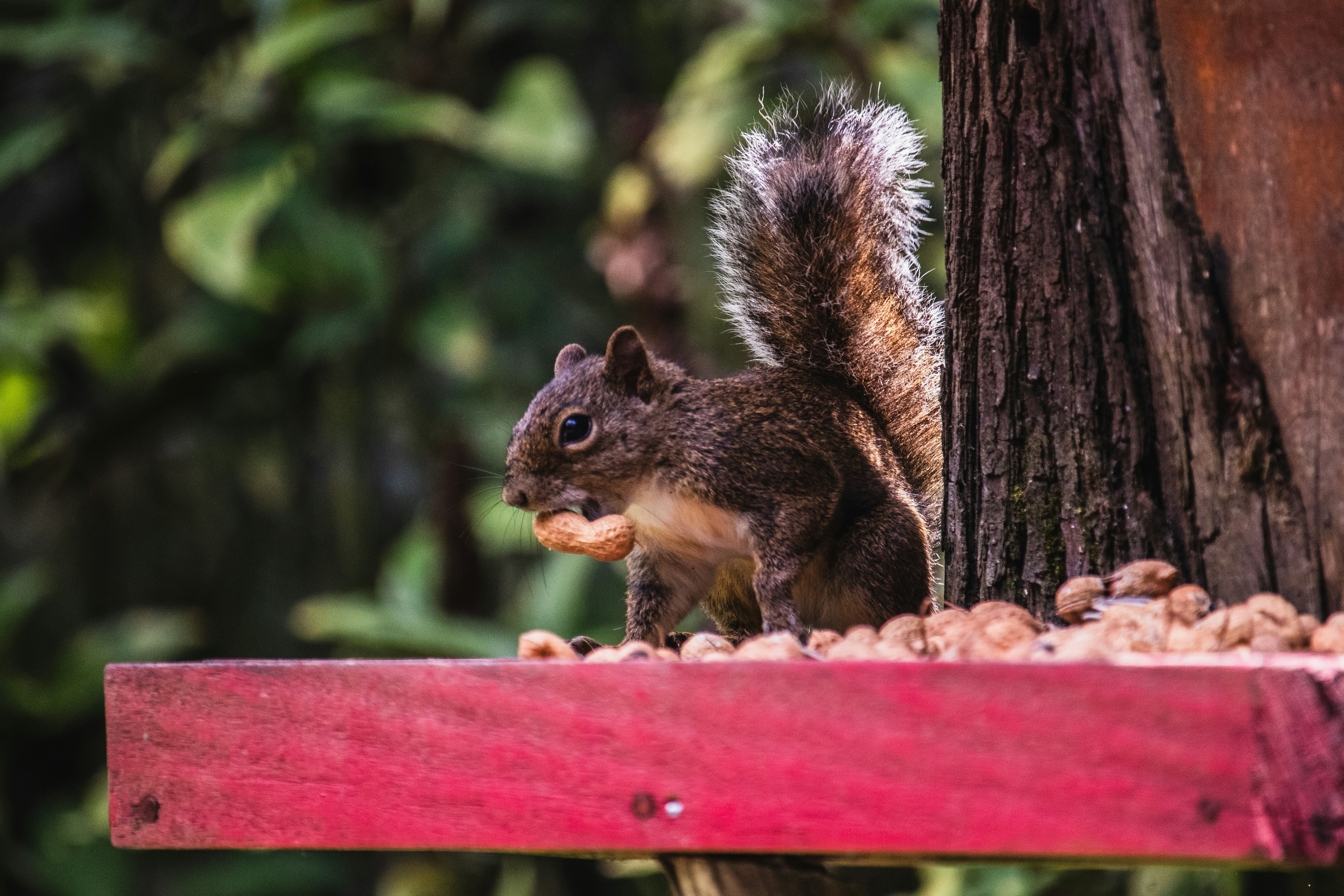 Photo by theguilhermeramos