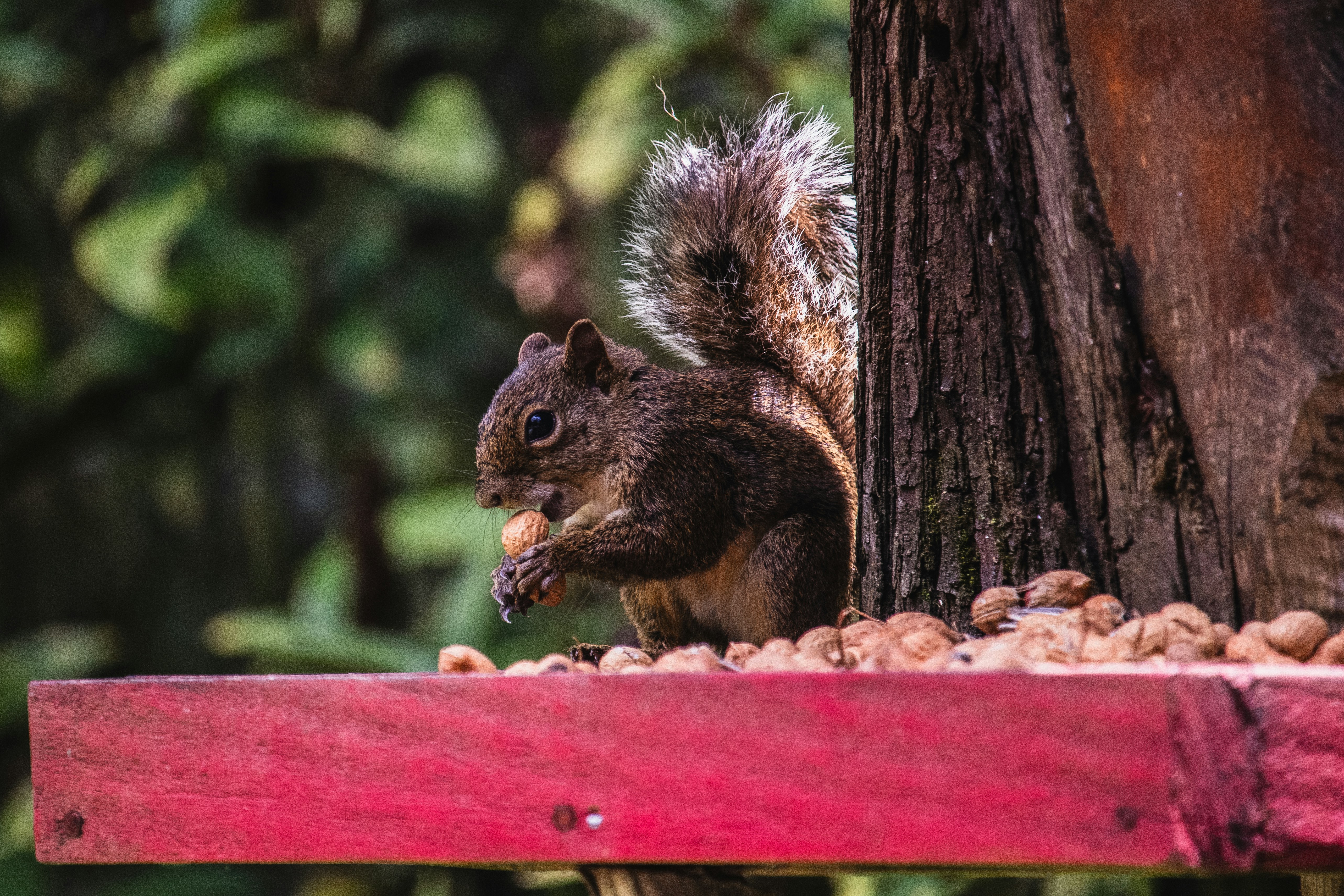 Photo by theguilhermeramos