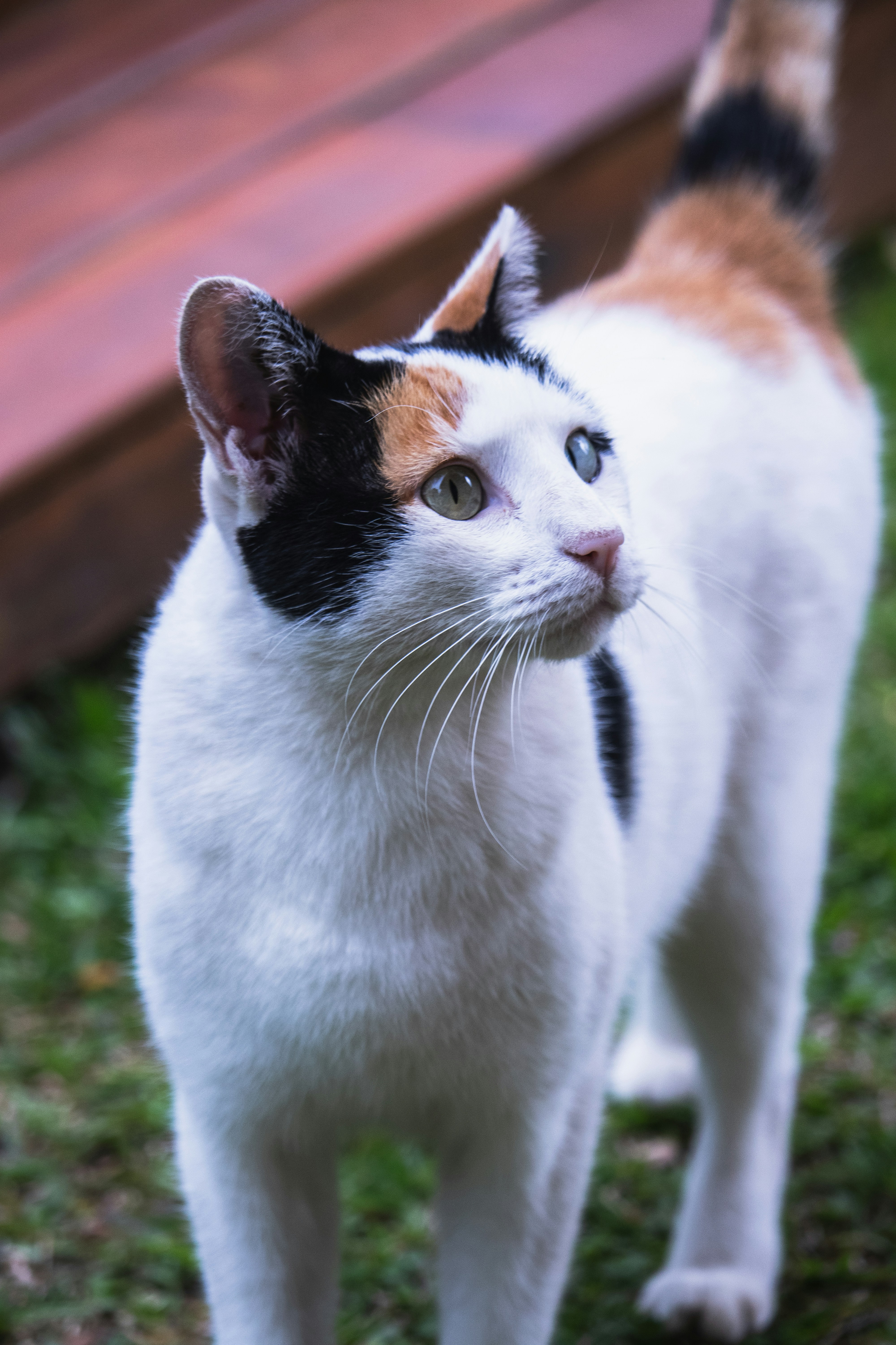 Photo by theguilhermeramos