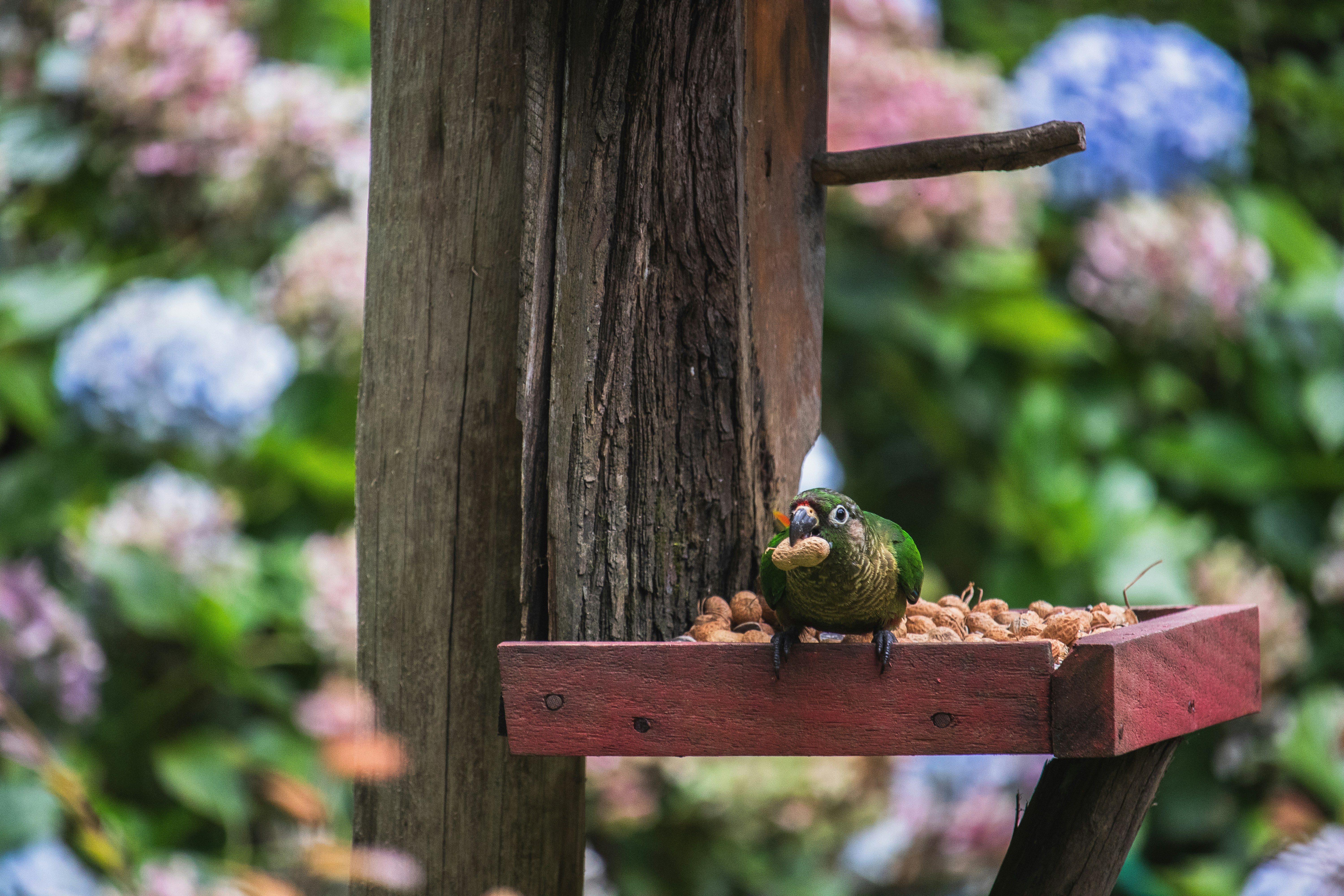 Photo by theguilhermeramos