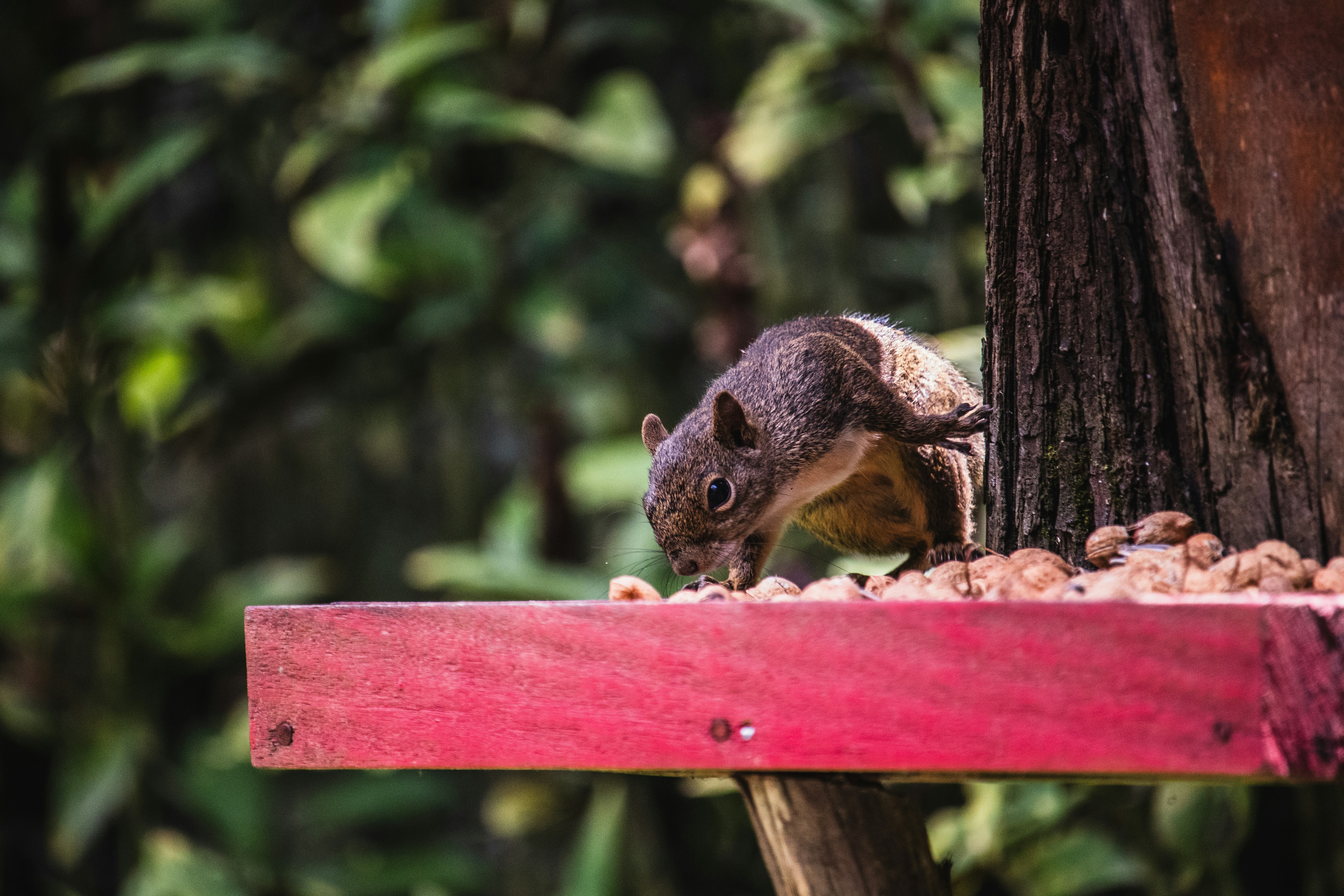 Photo by theguilhermeramos