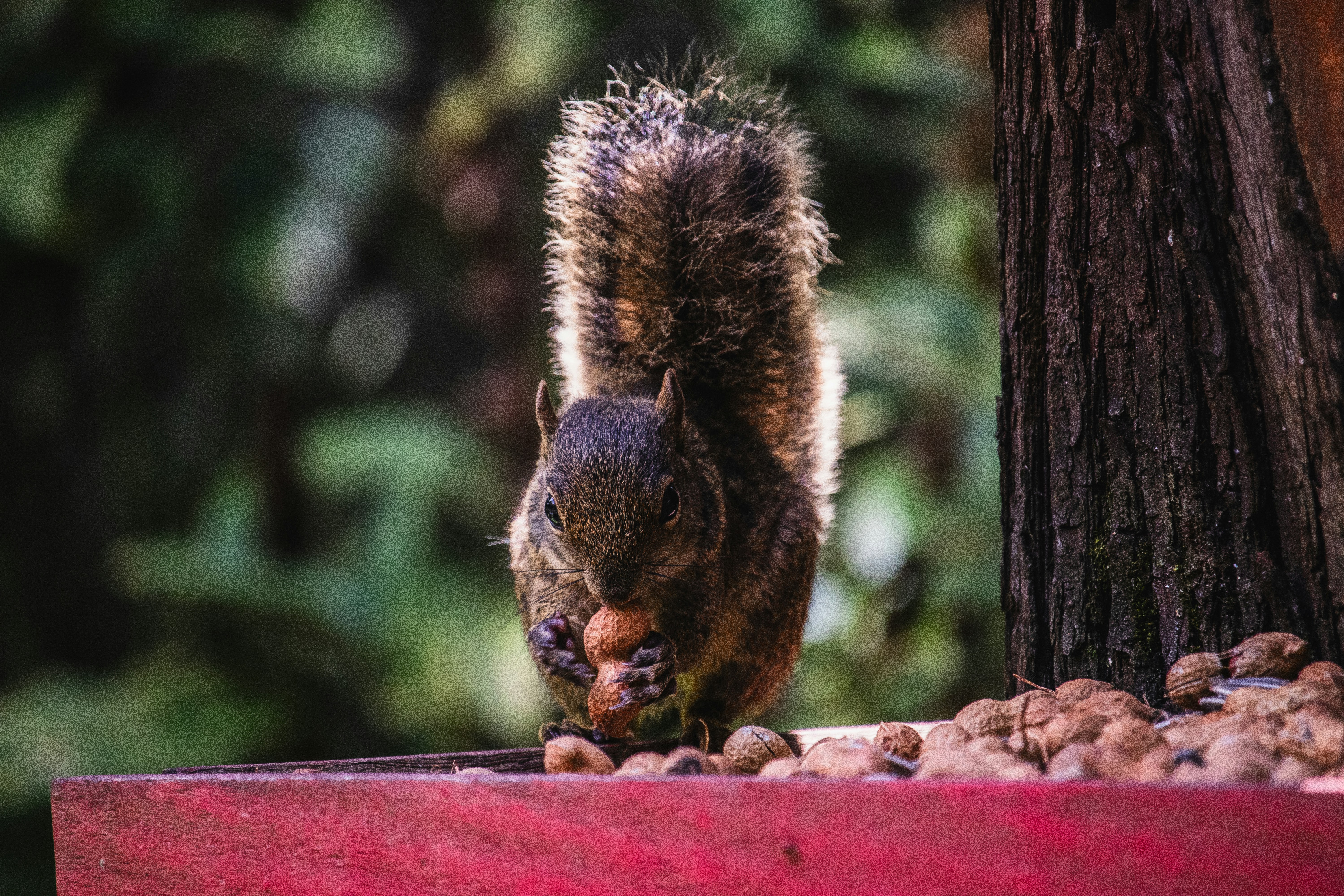 Photo by theguilhermeramos