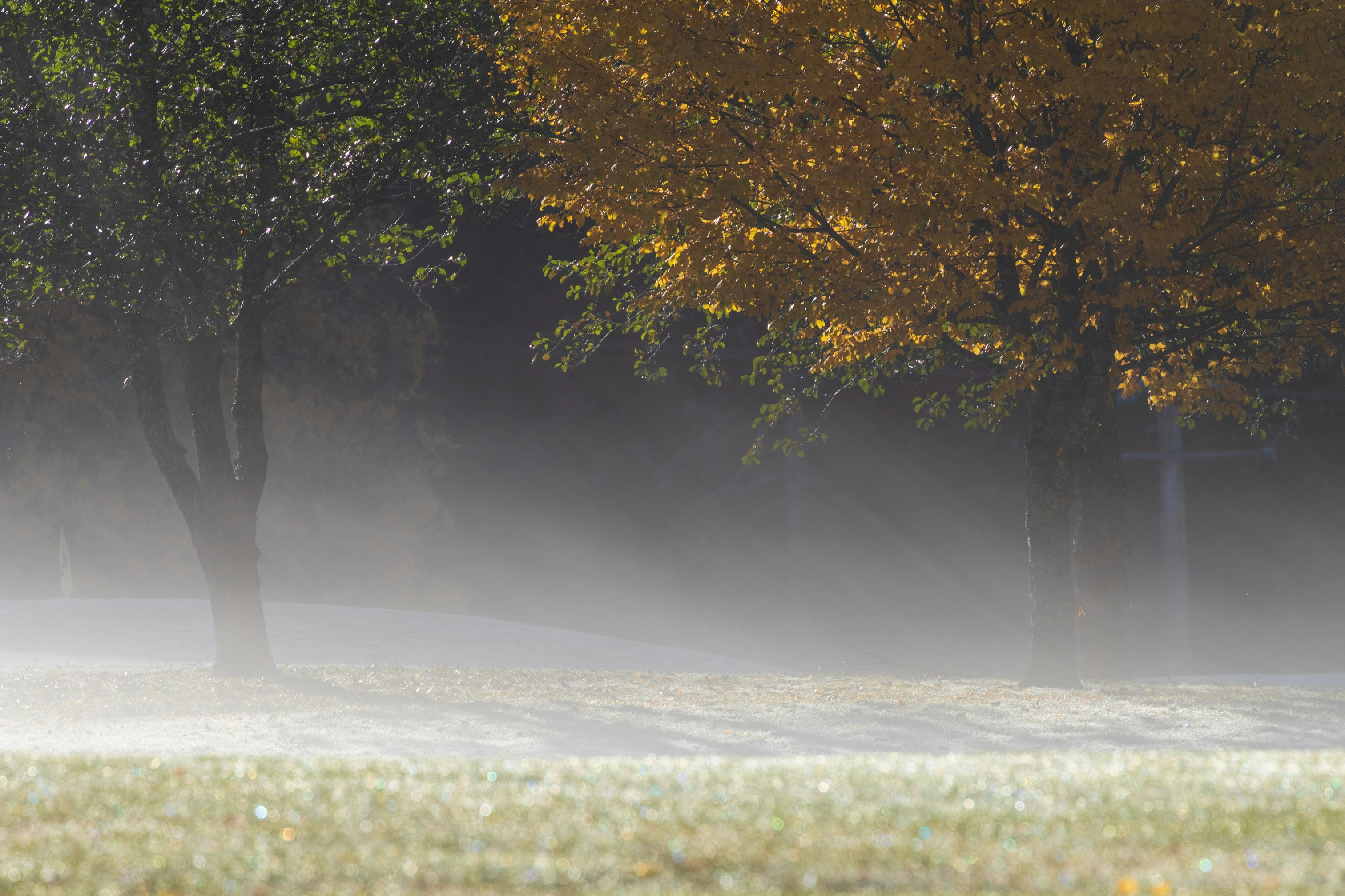 Fog blankets the trees and grassy field.