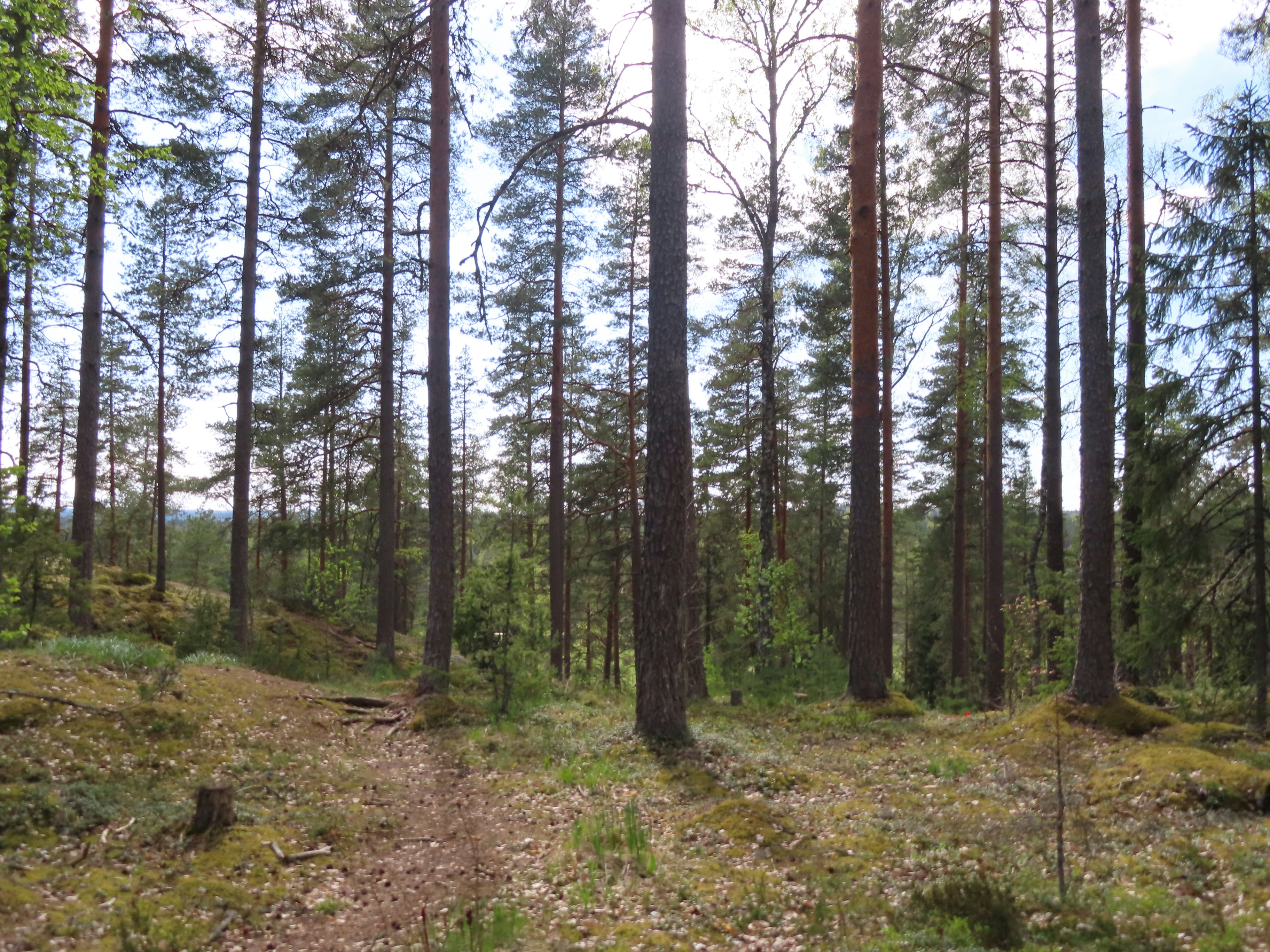 Photo by northernpagan