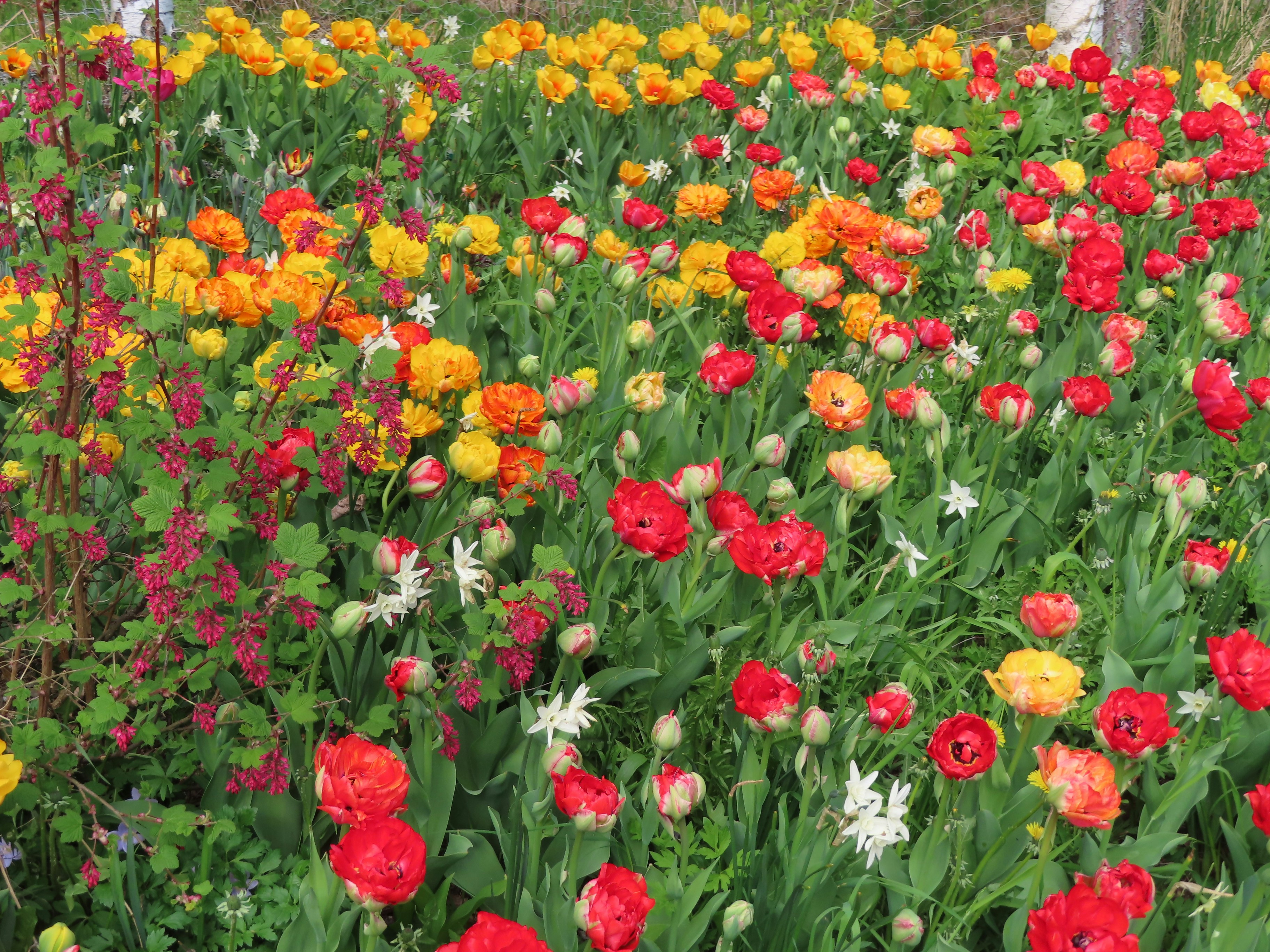 Photo by northernpagan