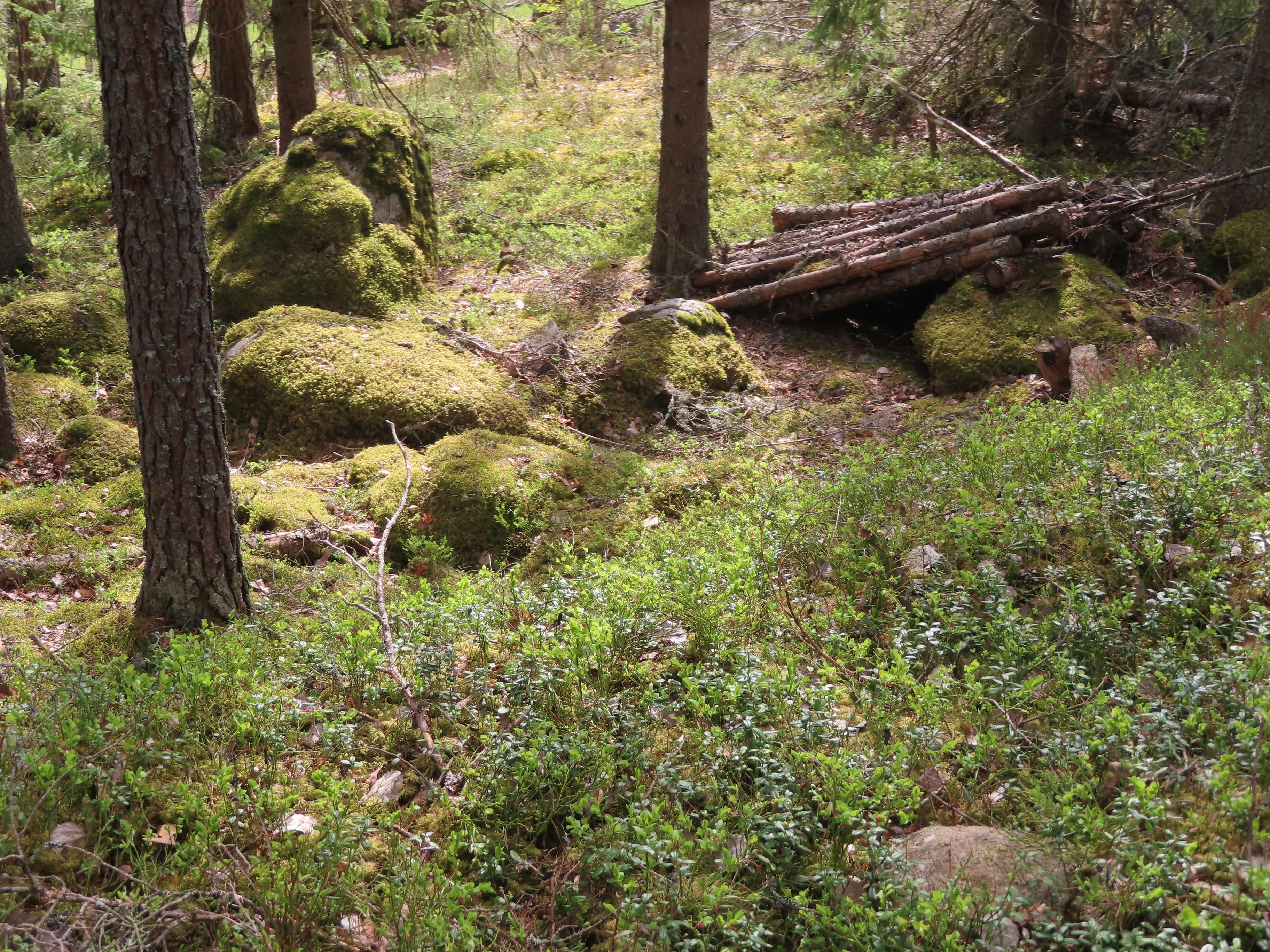 Photo by northernpagan