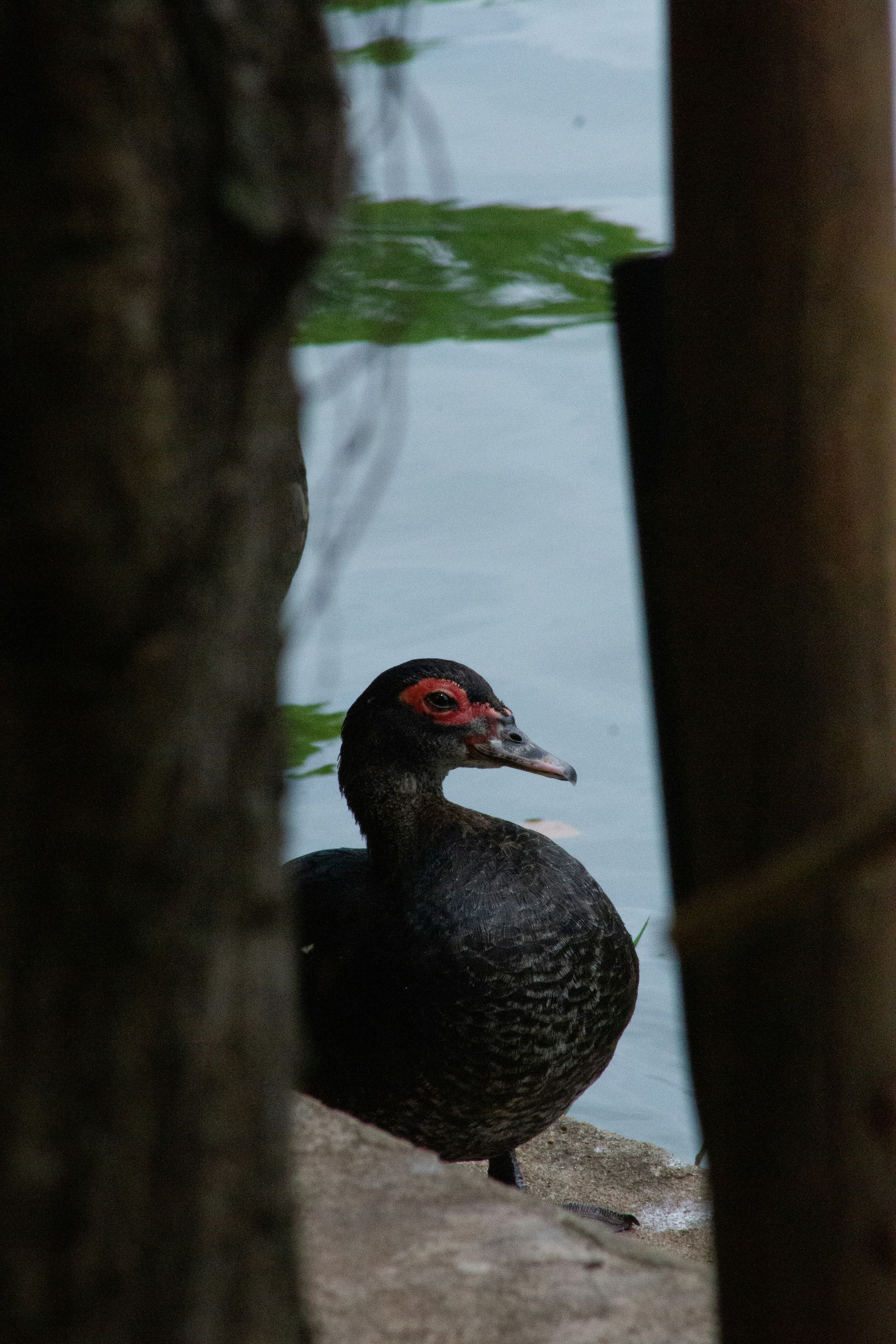 A black duck gazes at the lake's surface.