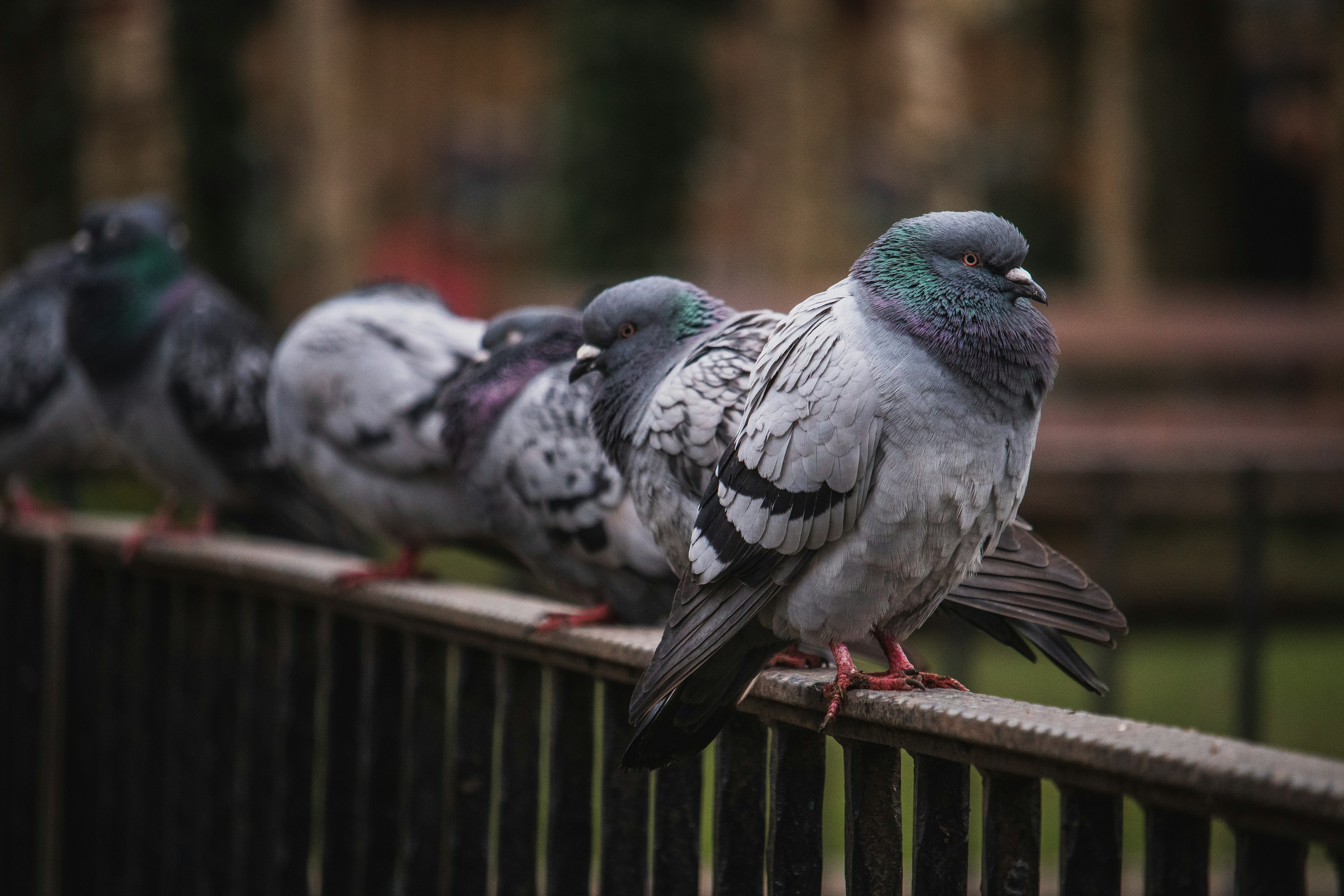 Photo by theguilhermeramos