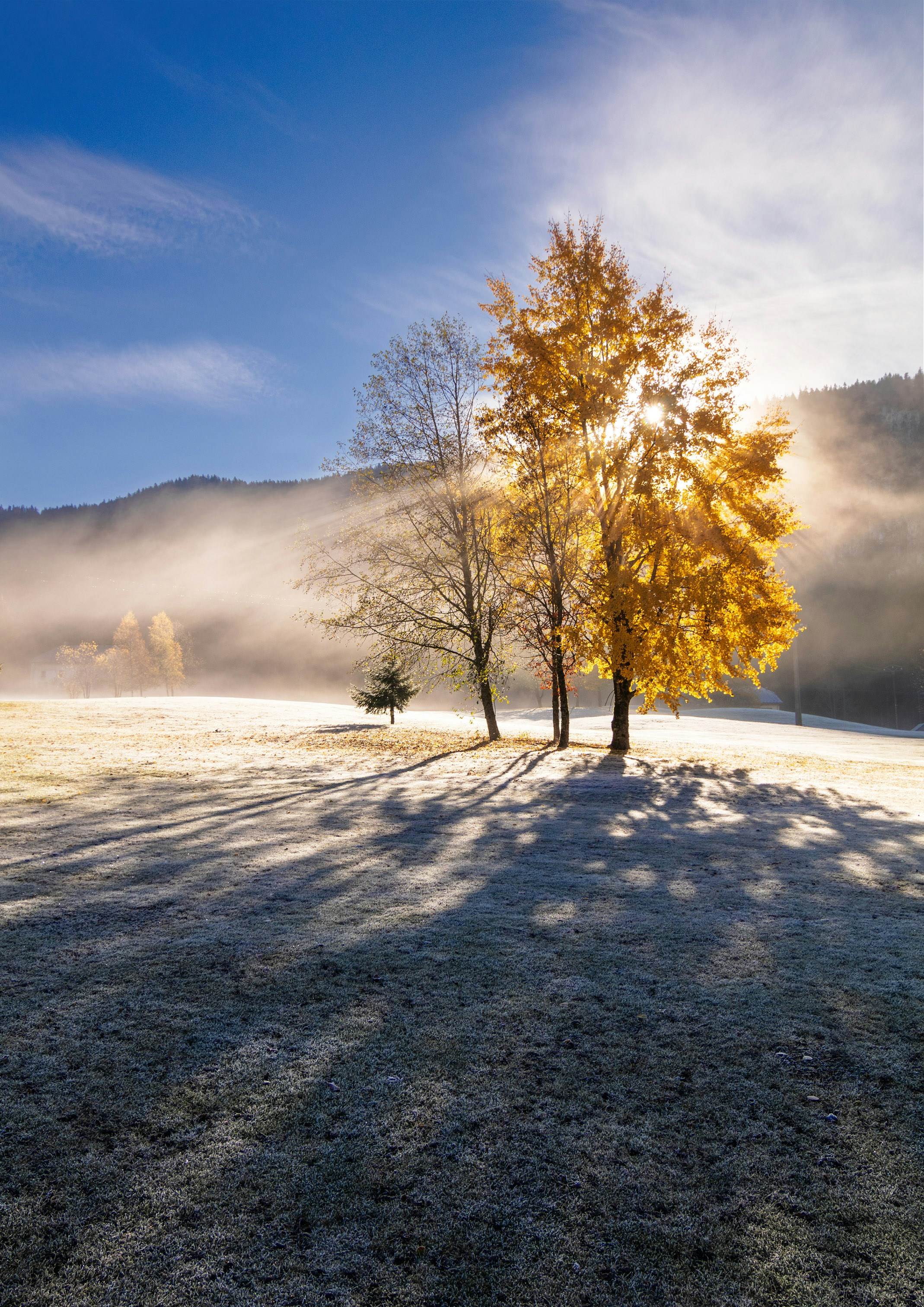 Sunlight shines through autumn trees in a misty field.