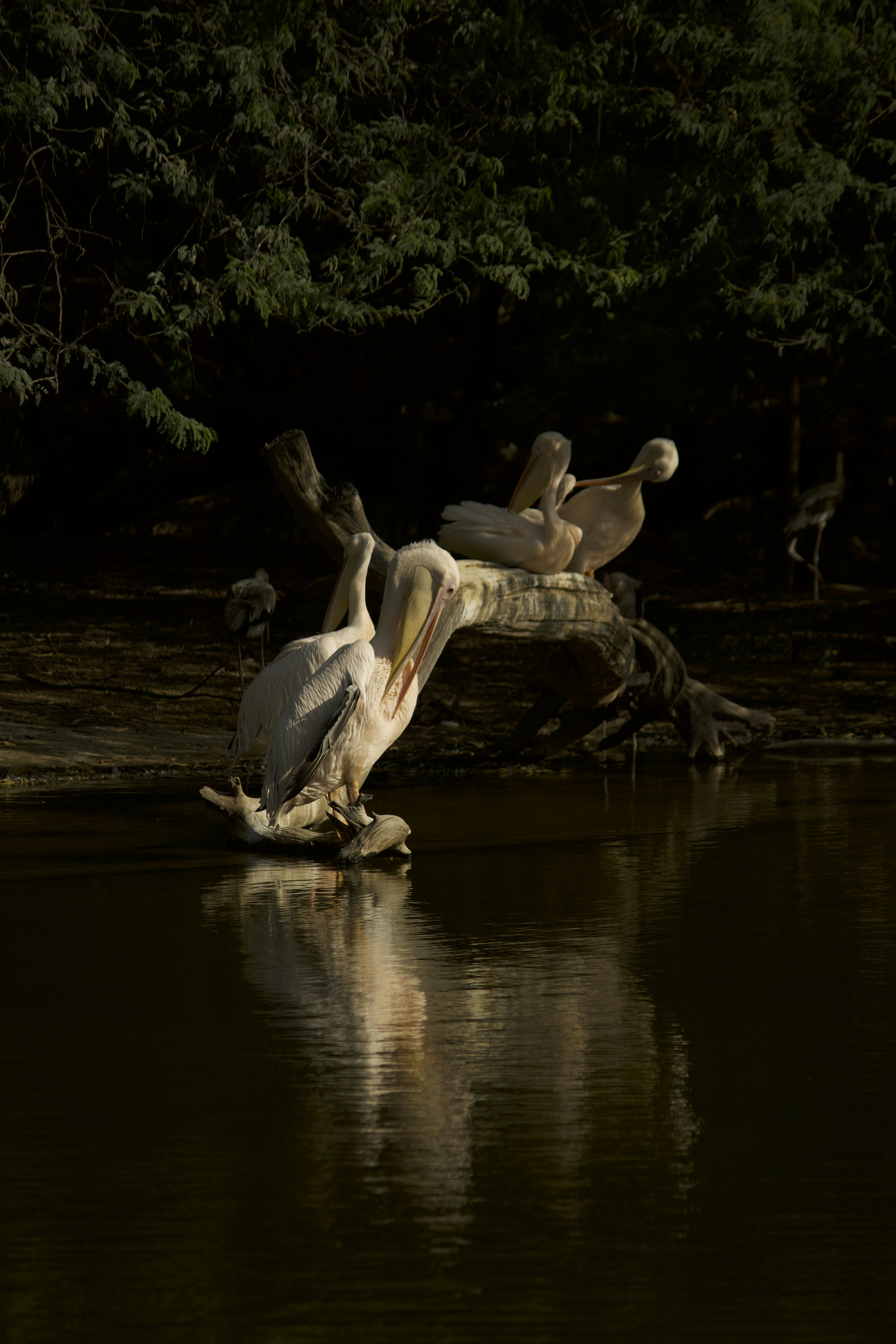 Photo by alpha_centaurus