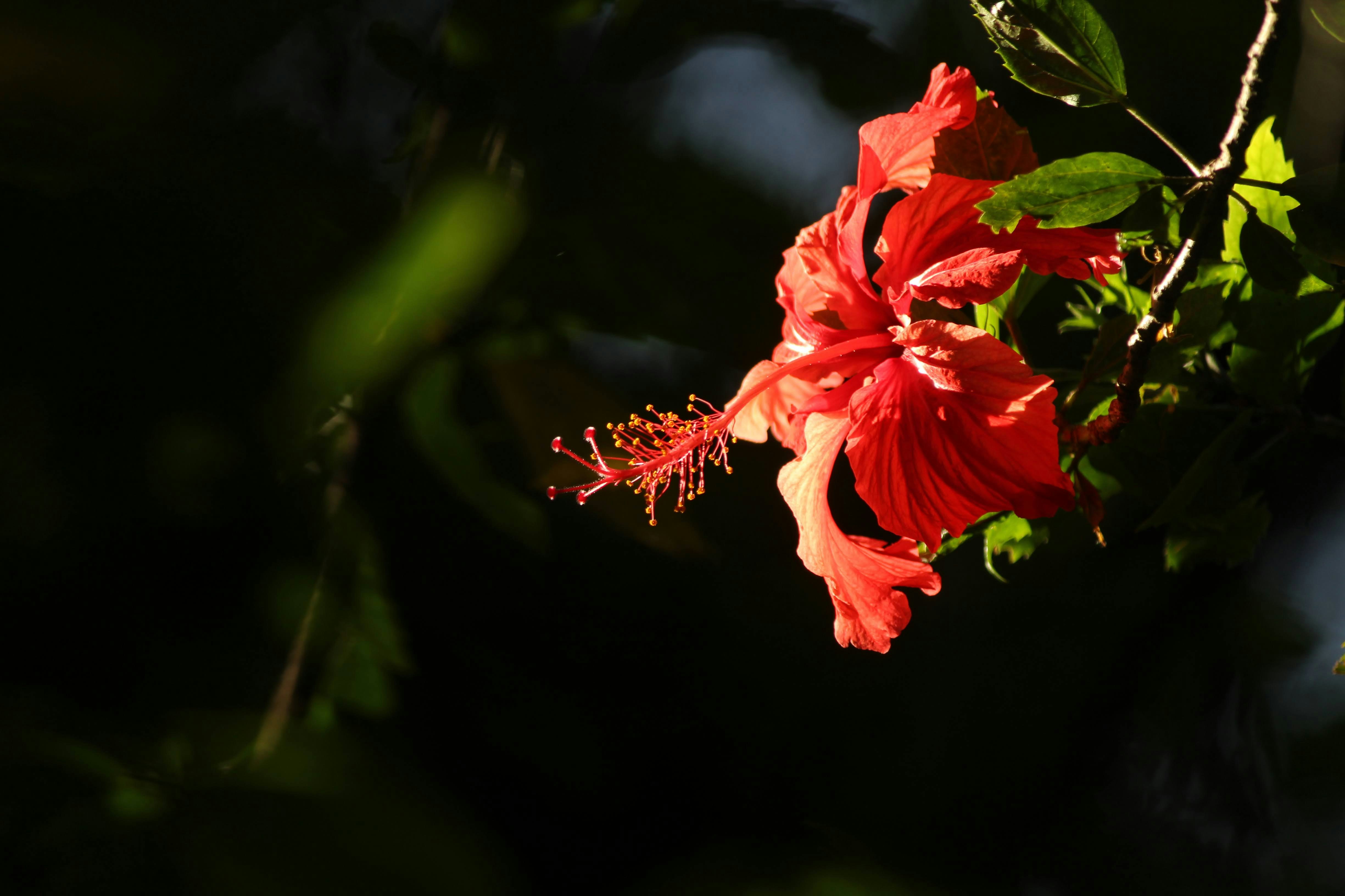 Photo by alpha_centaurus