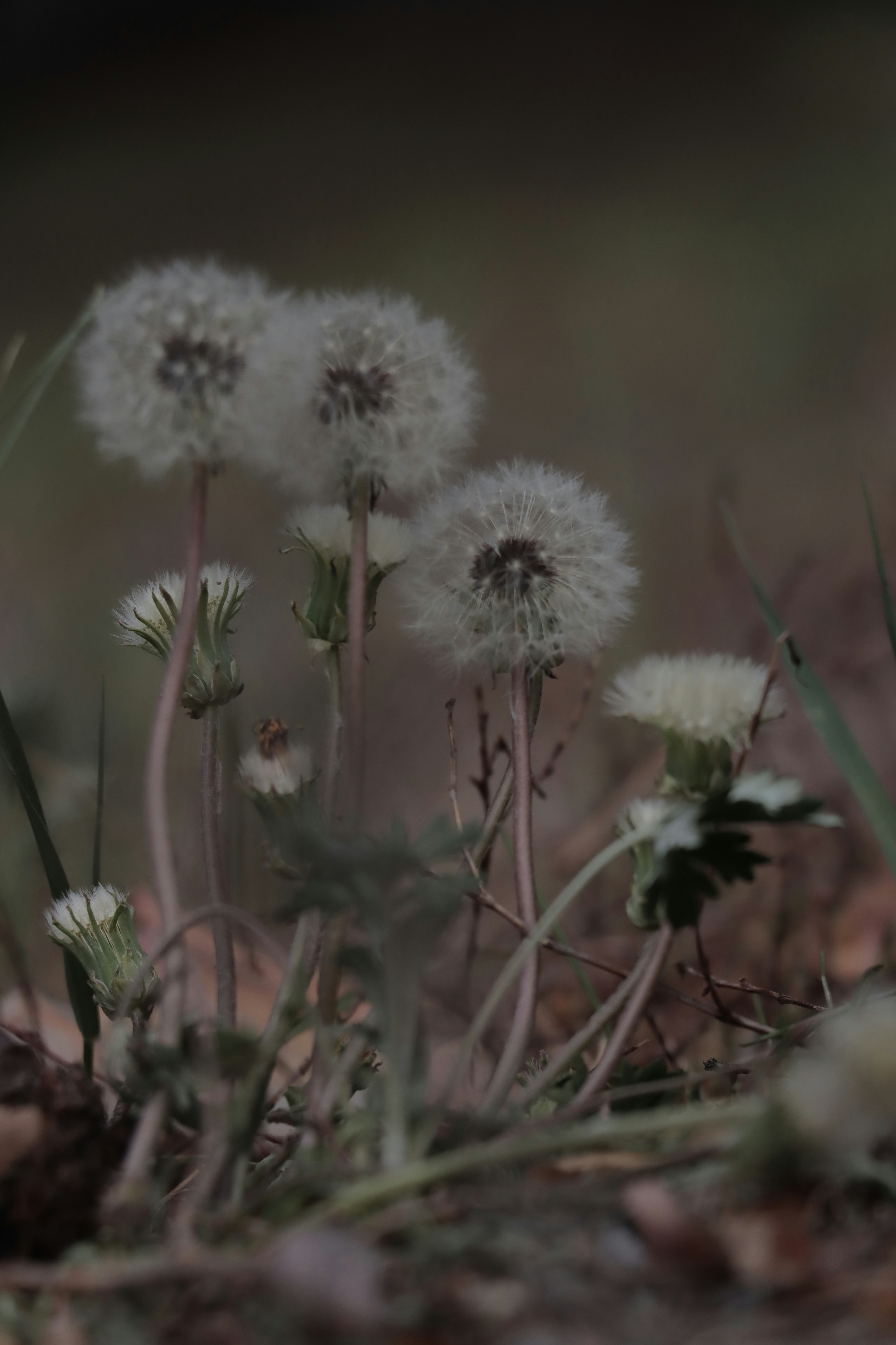 I denti di leone in un campo sono pronti a volare.