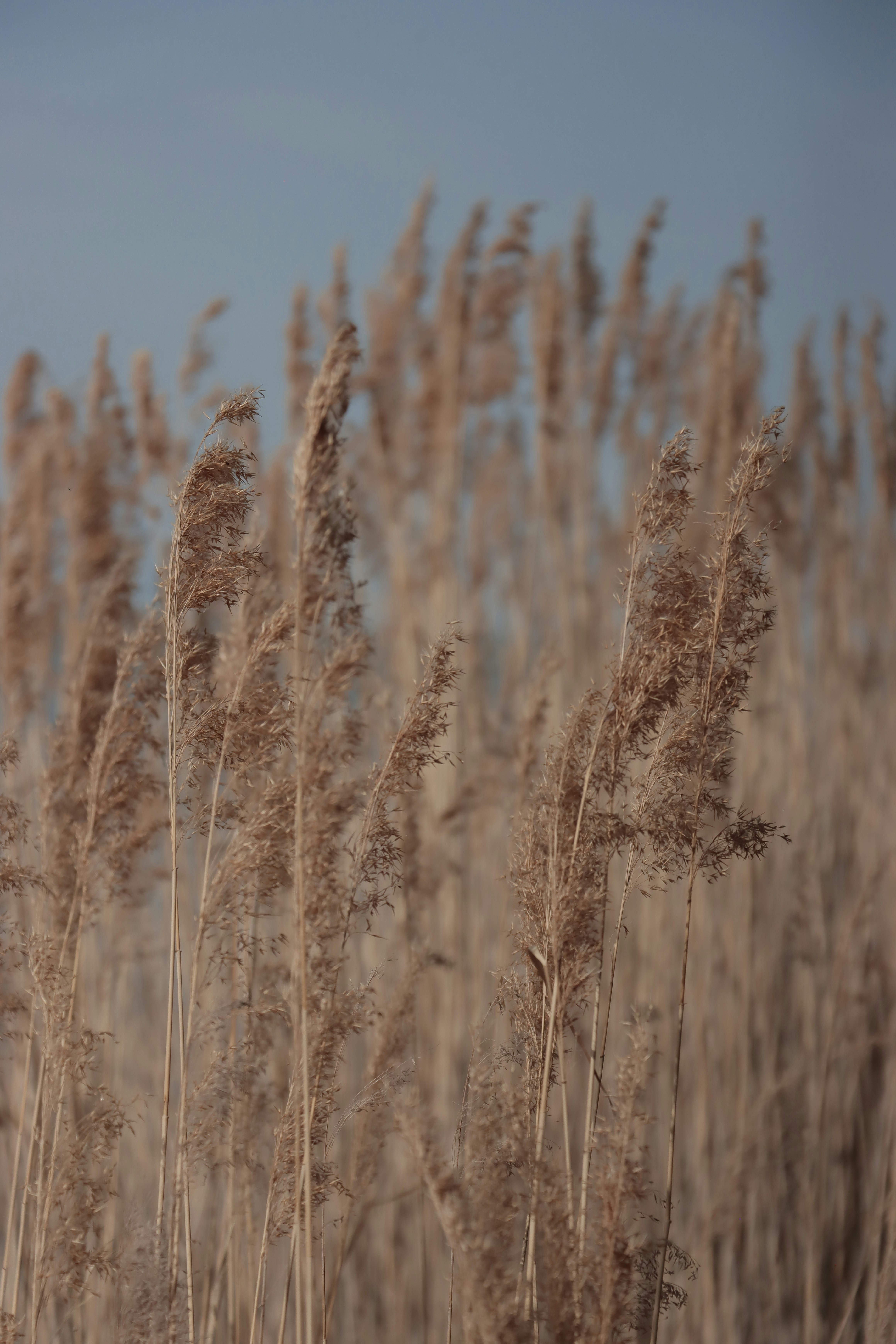 Photo by irina_chishkova