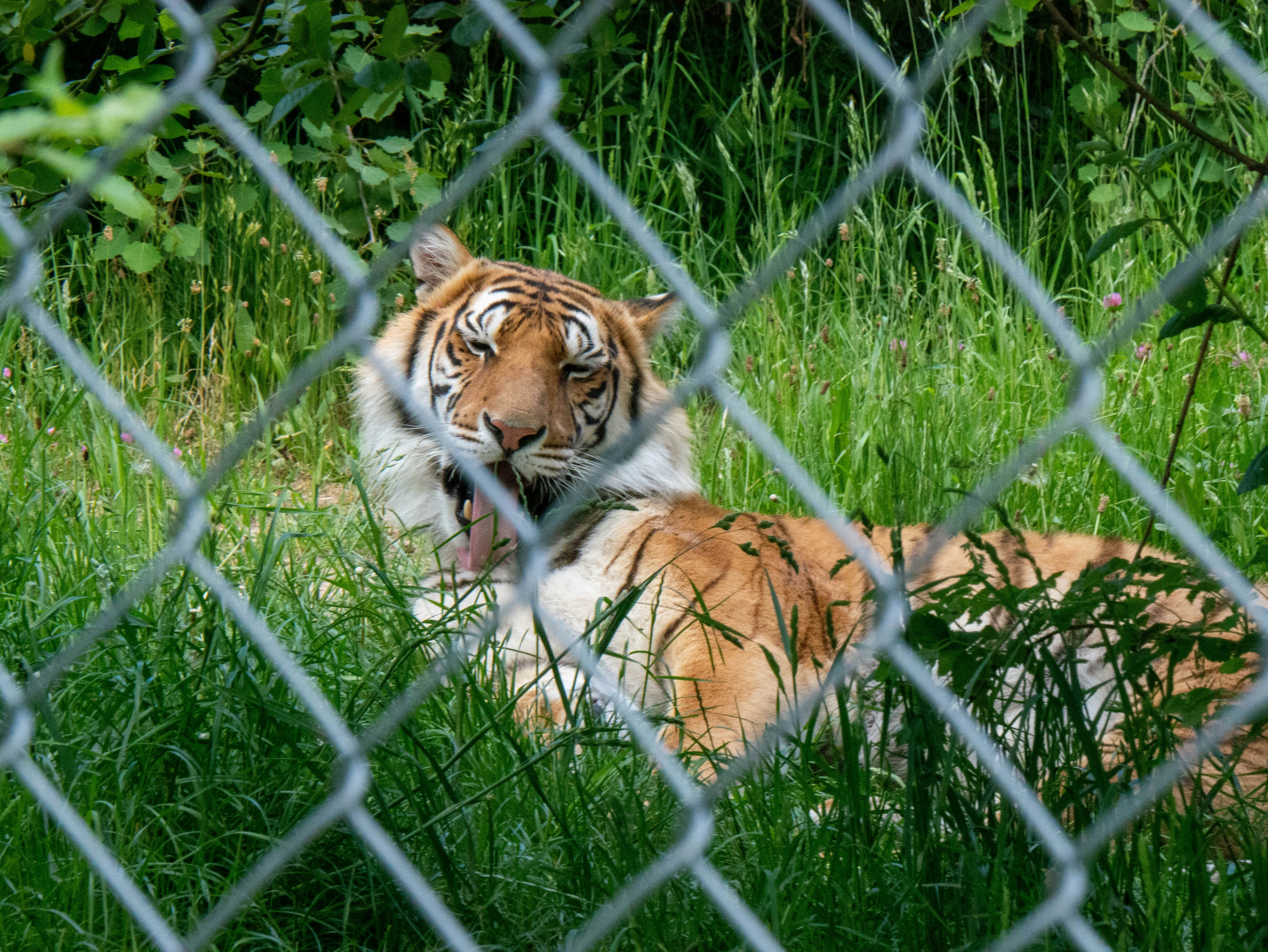 Un tigre está detrás de una valla.