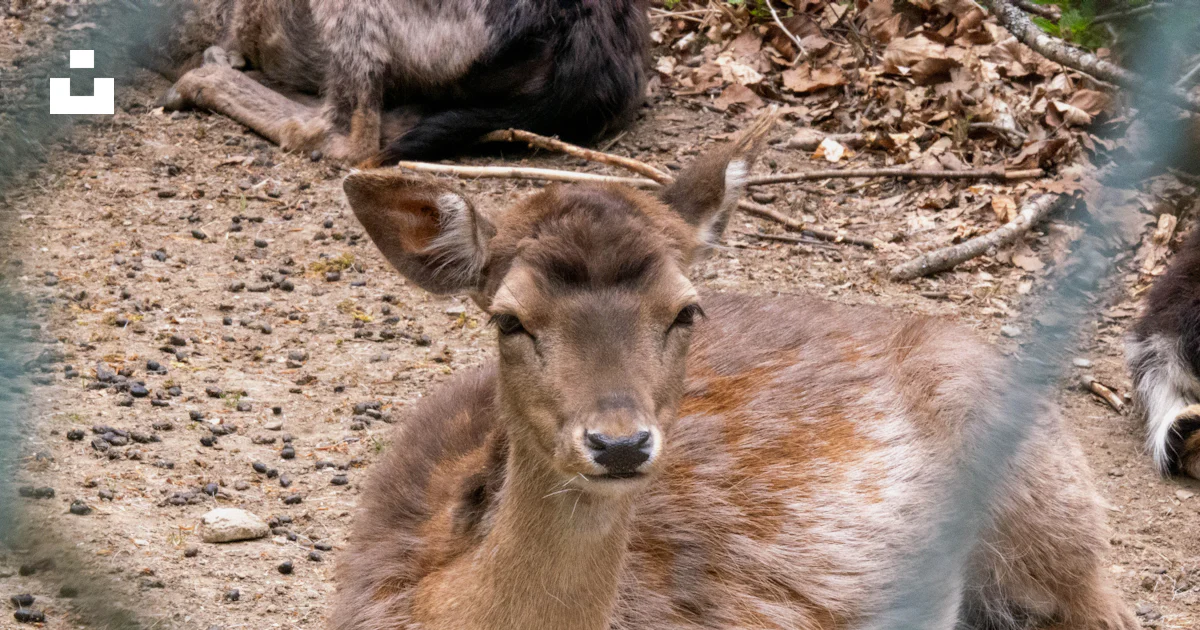 A doe is resting on the ground. photo – Free Animal Image on Unsplash