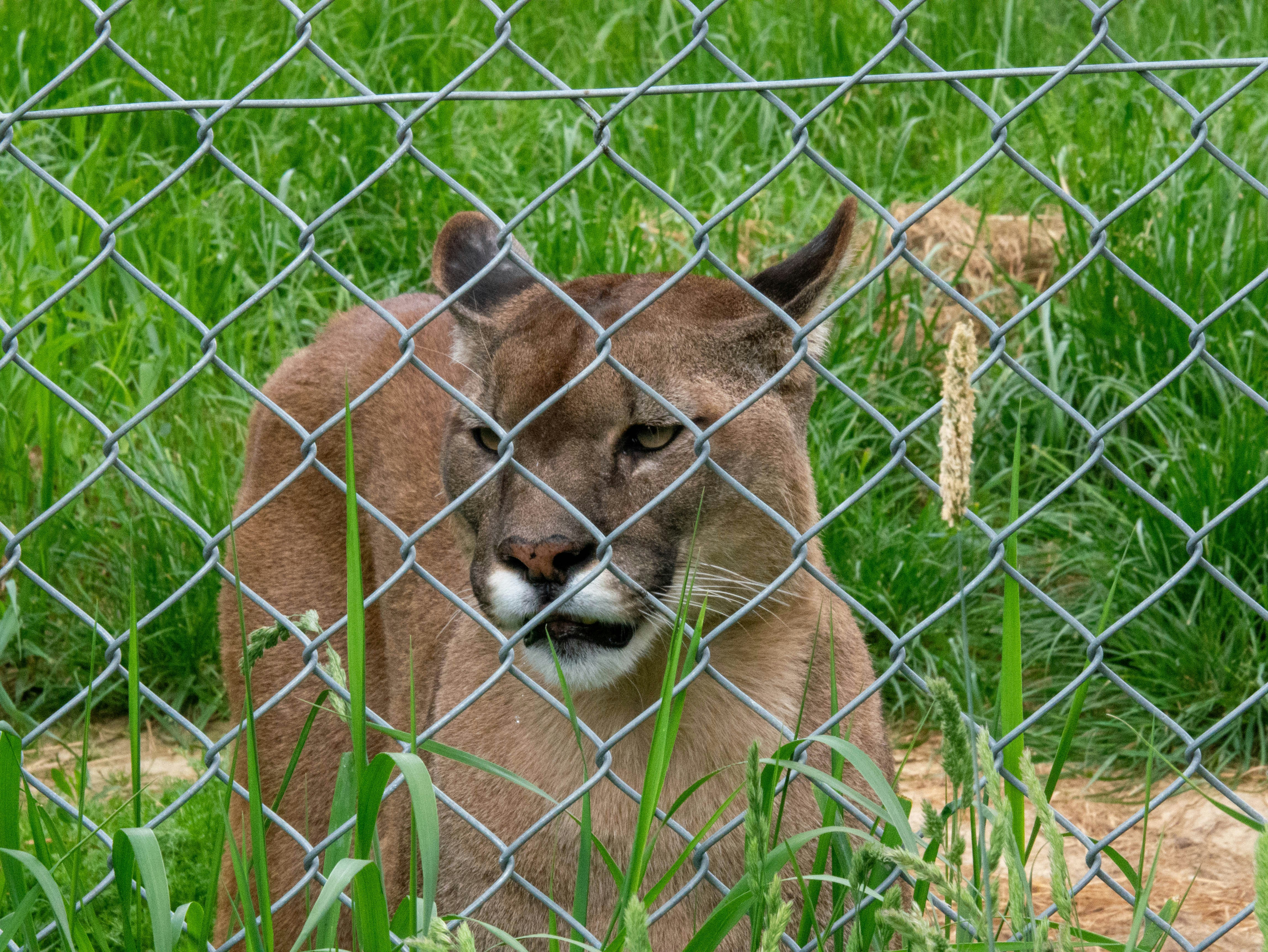 Un puma se sienta detrás de una valla.