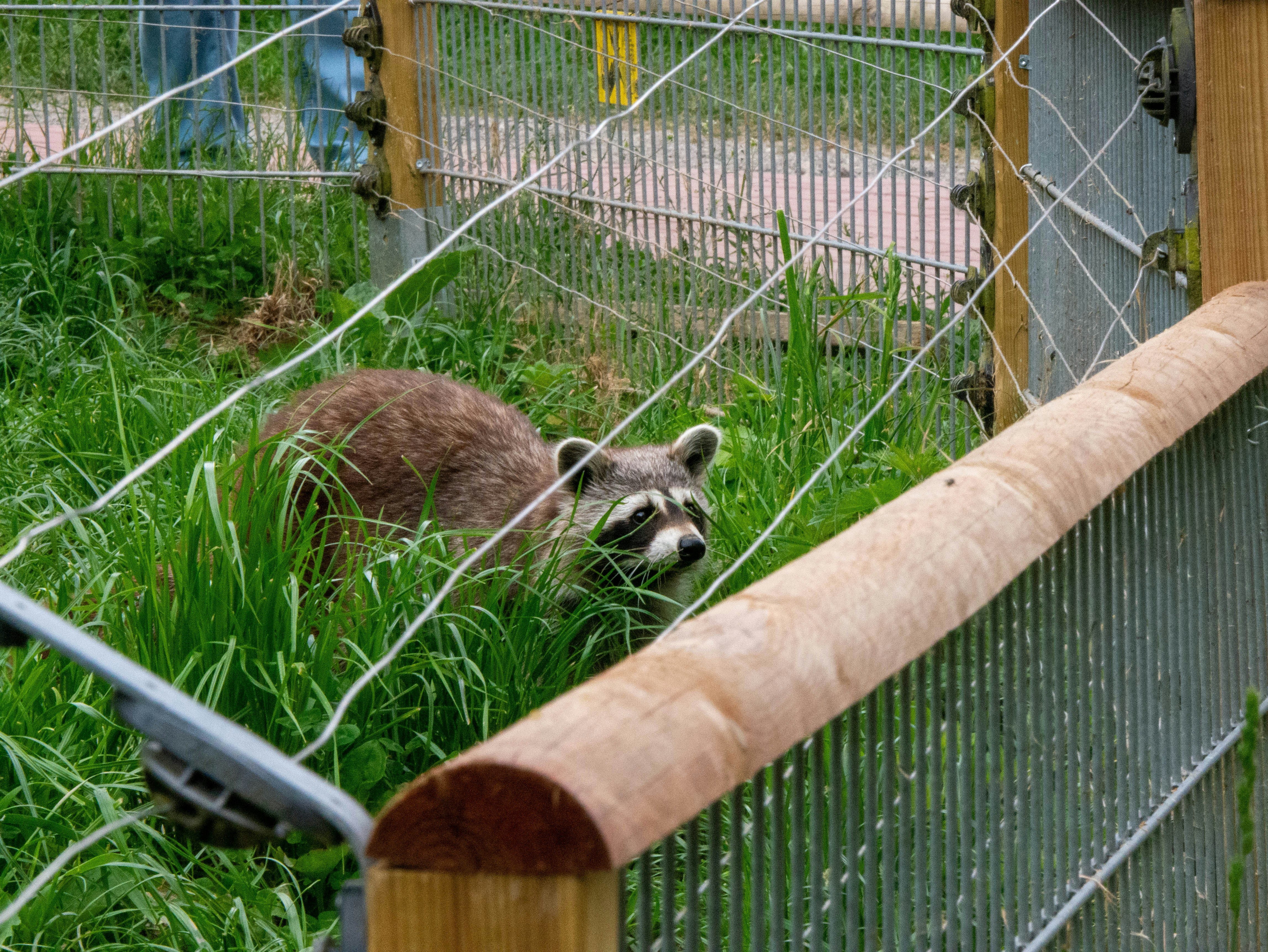Un mapache se esconde en la hierba alta cerca de una cerca.