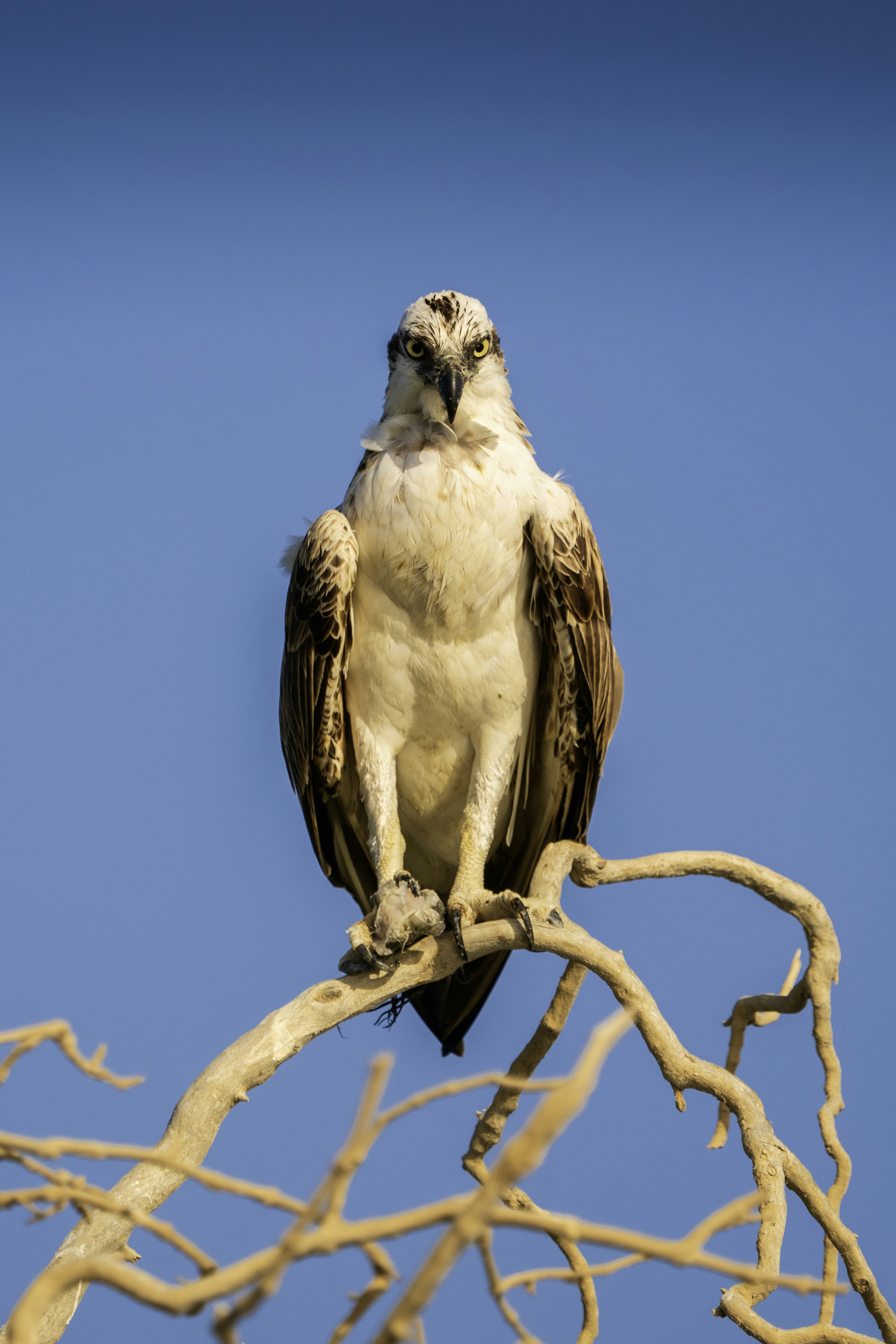 Uma águia-pescadora empoleira-se majestosamente em um galho de árvore.