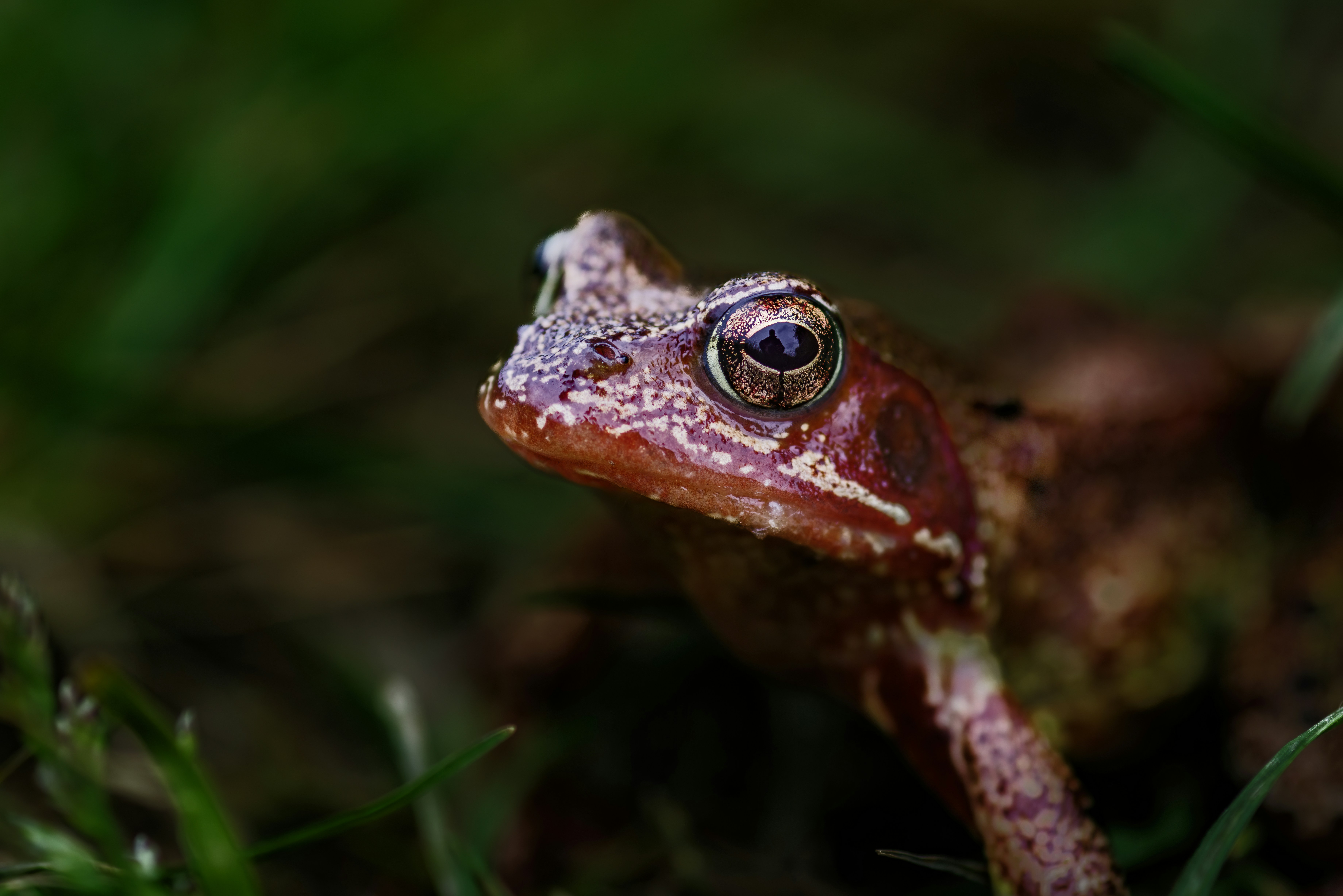 A close-up of a frog in the grass.