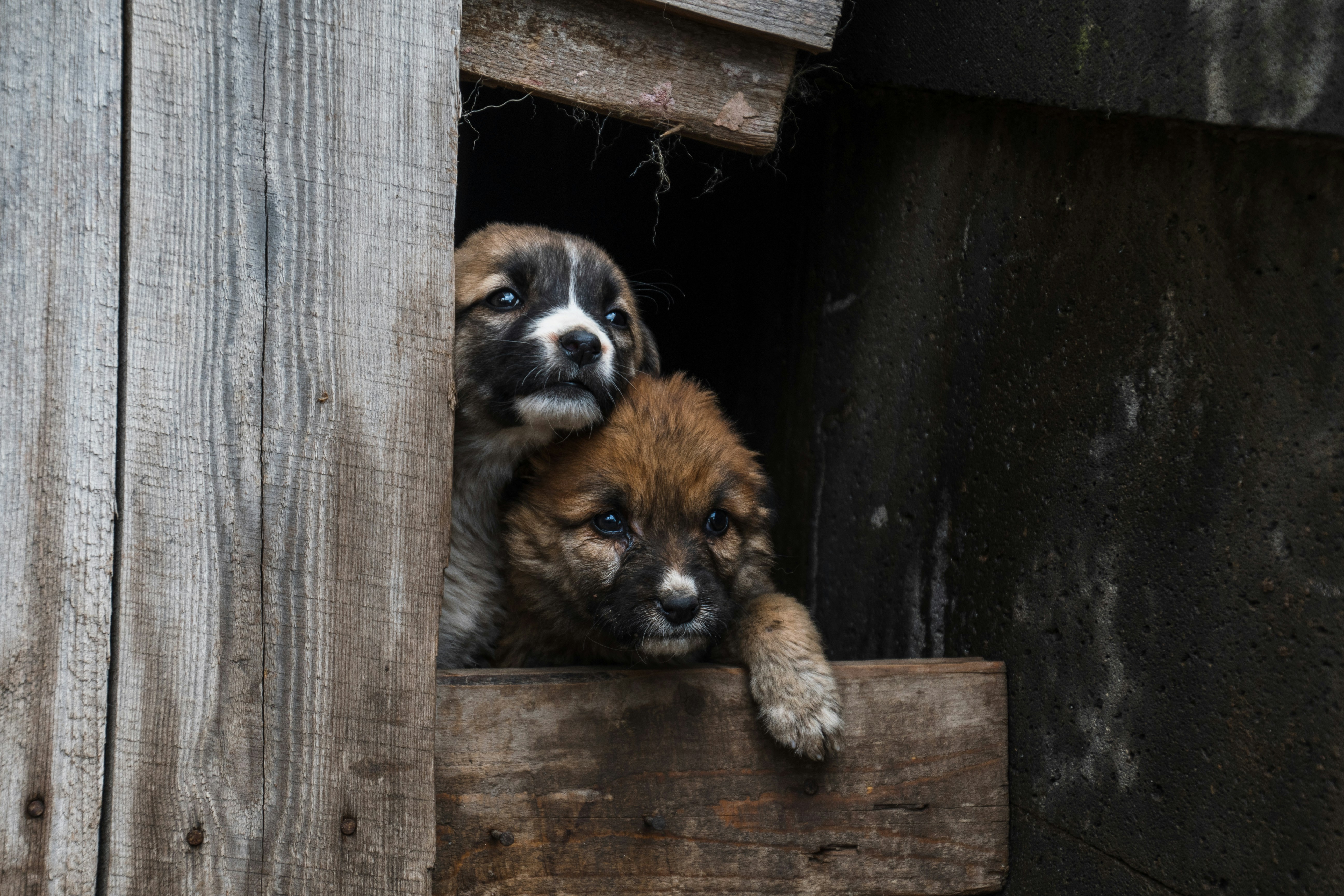 Goris, Armenia - puppies
