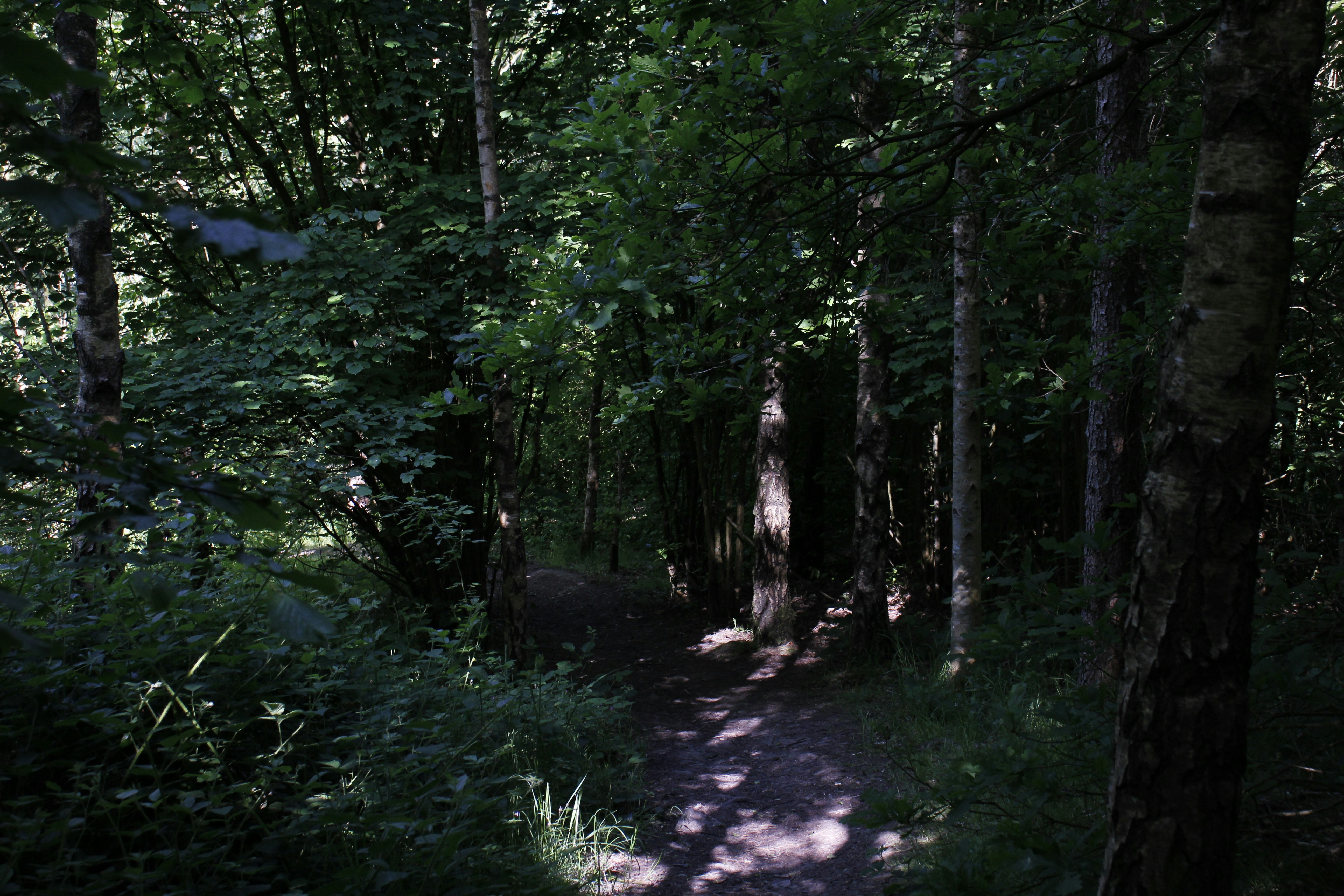 Photo by bloominghyacinth