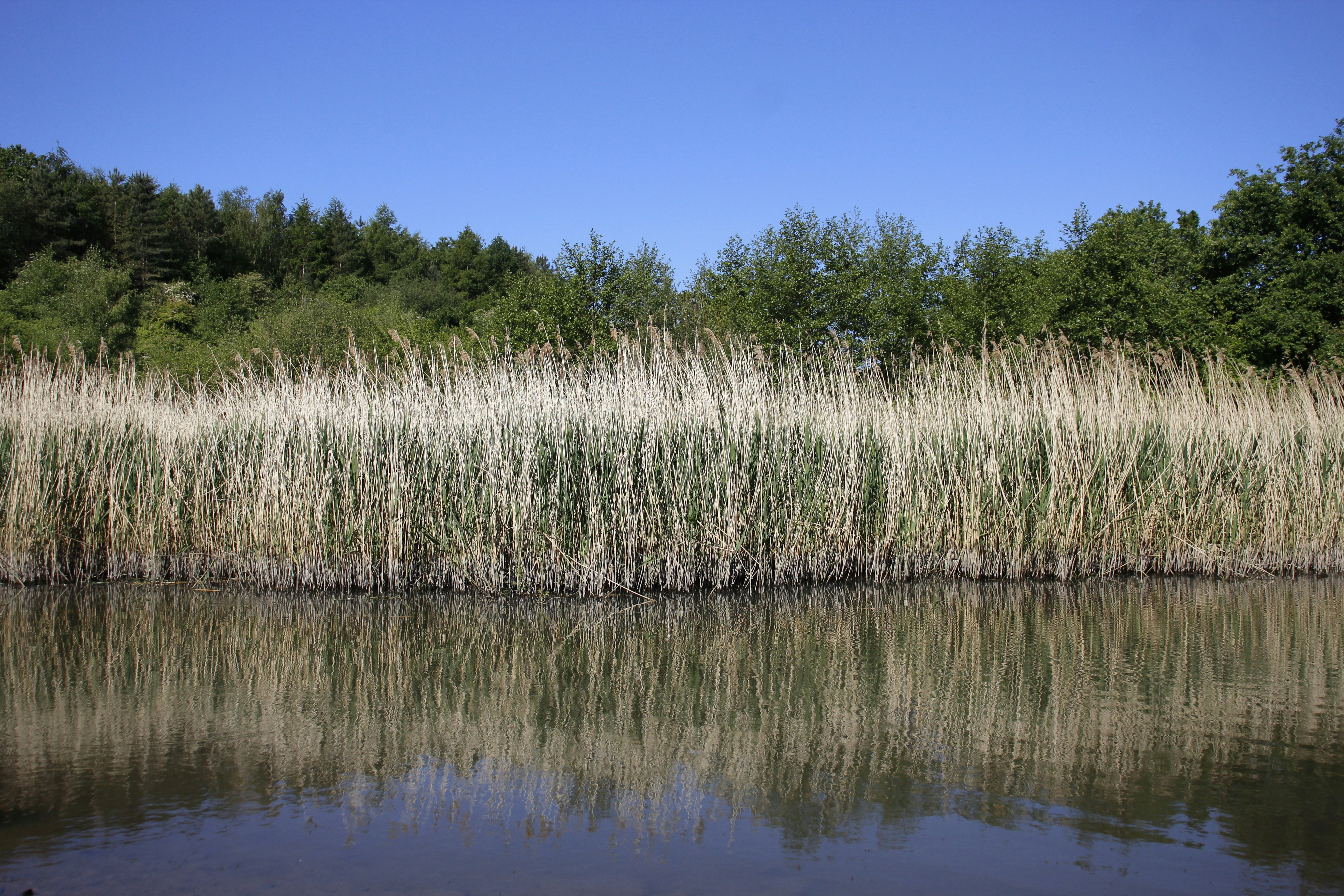 Photo by bloominghyacinth