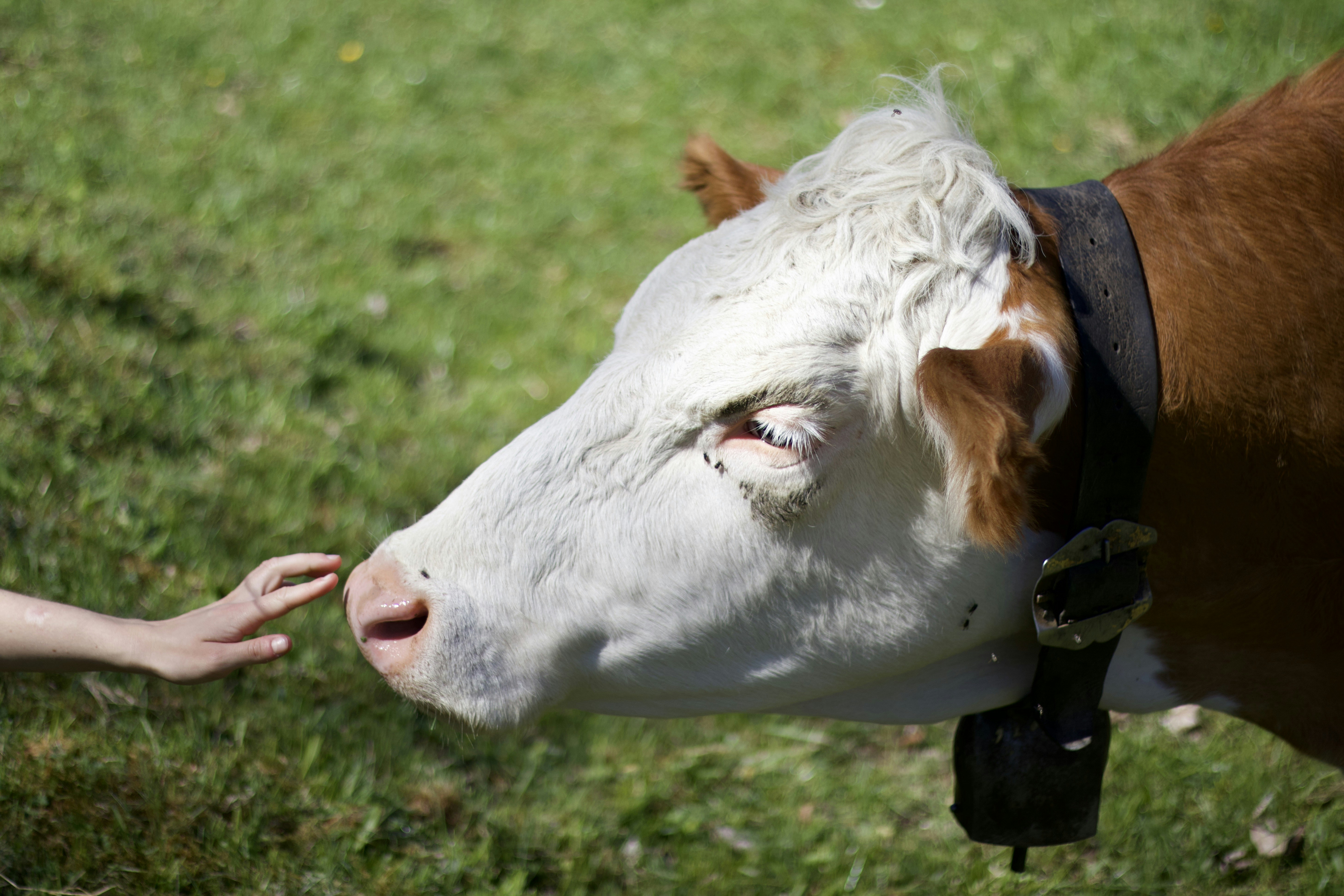 A hand gently touches a cow's snout.