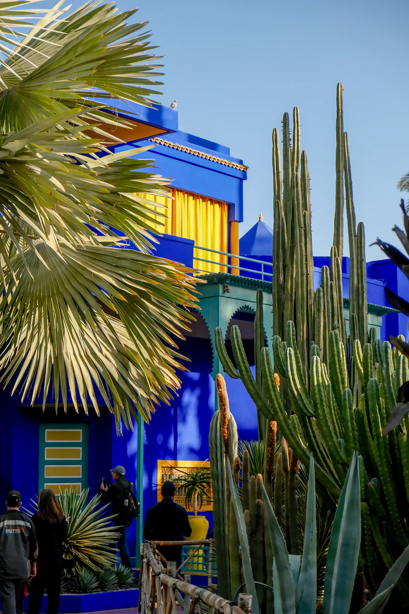 Jardin Majorelle à Marrakech, murs cobalt et cactées