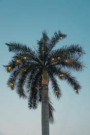Palm tree adorned with lights against a blue sky.