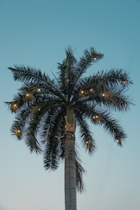 Palm tree adorned with lights against a blue sky.