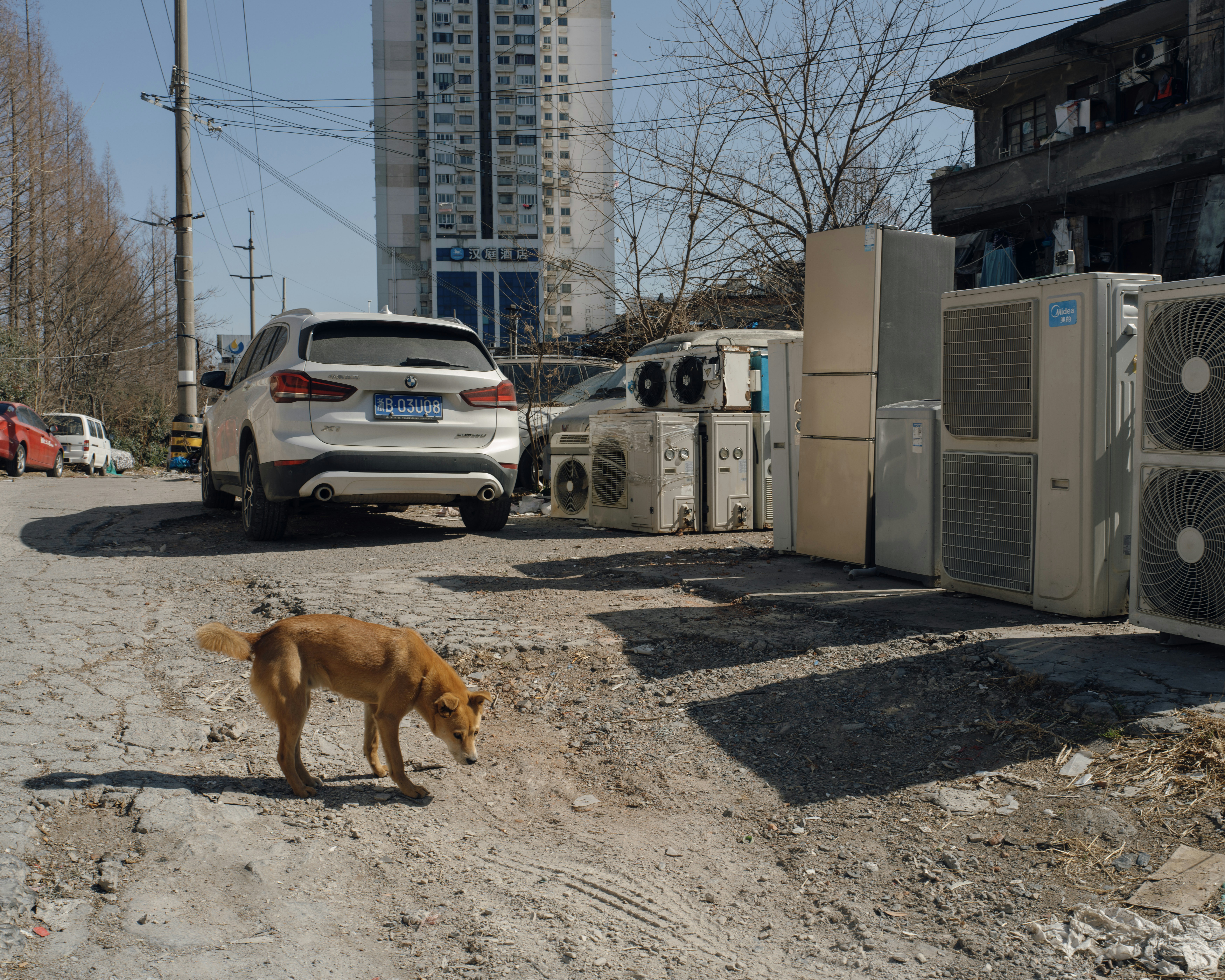 A dog walks by refrigerators and a car.