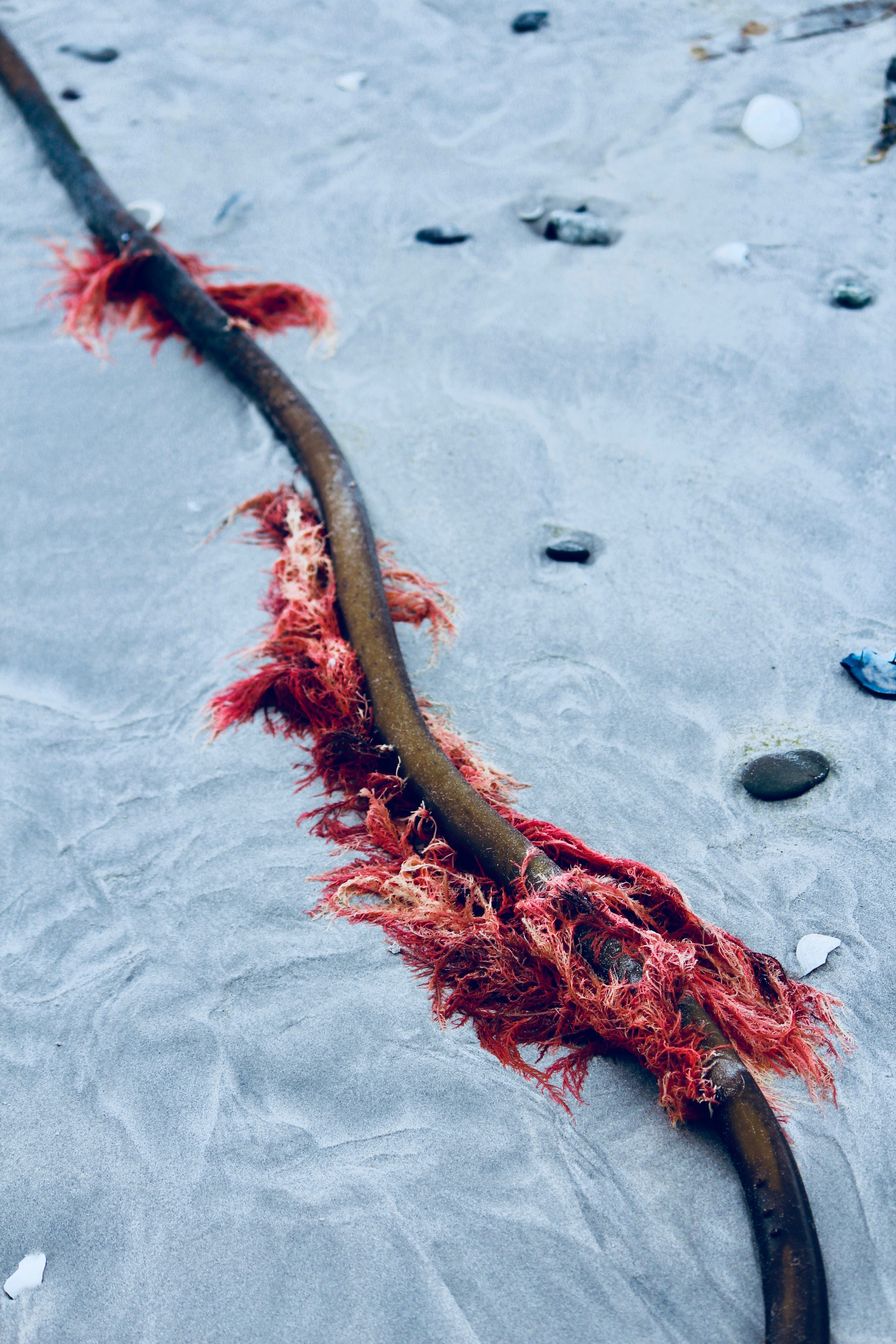 Red sea debris lies on a sandy beach.