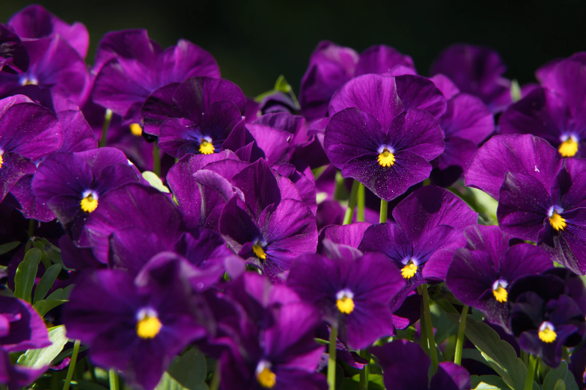 Purple pansies bloom beautifully in the sunlight.