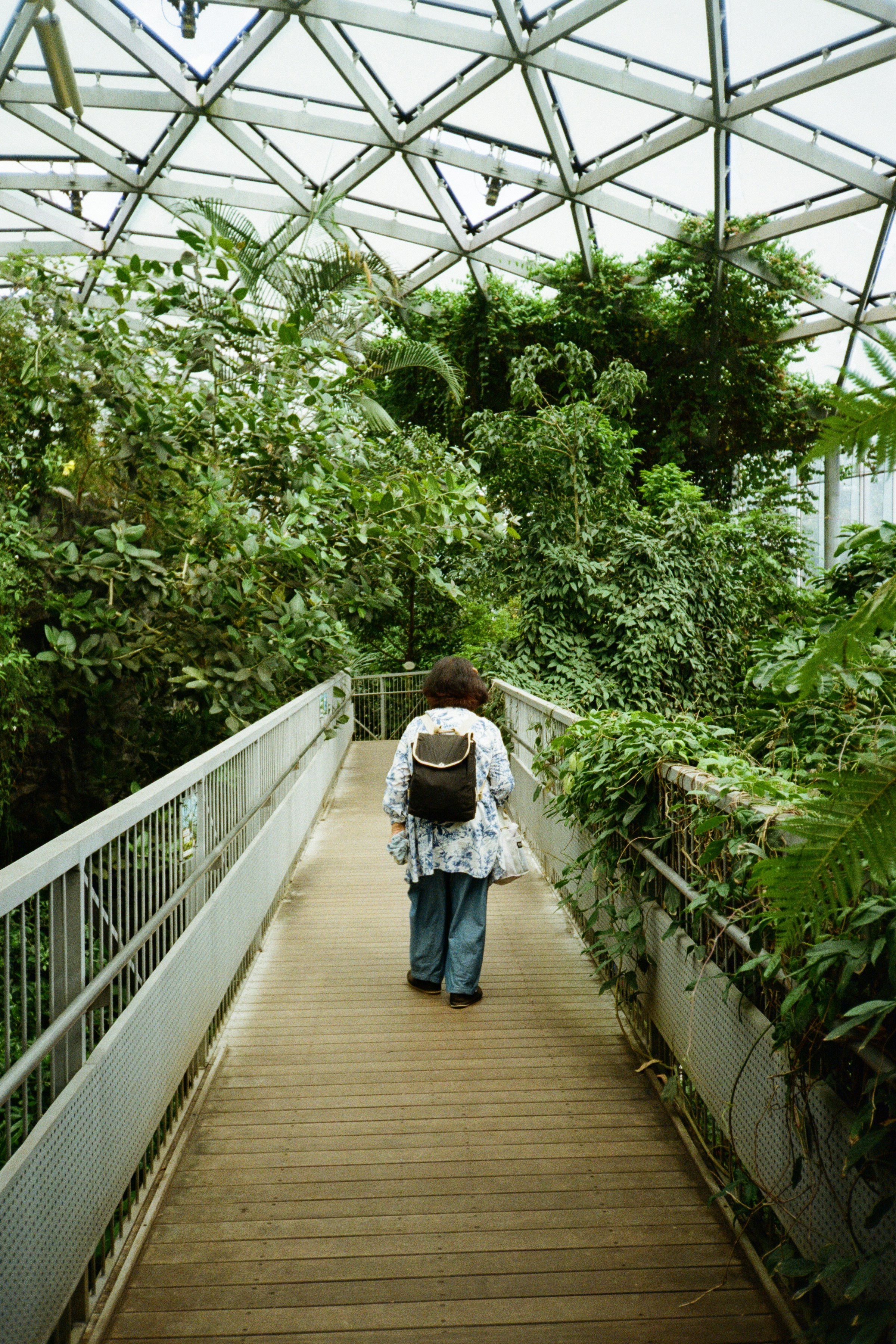 A person walks through a botanical garden greenhouse.