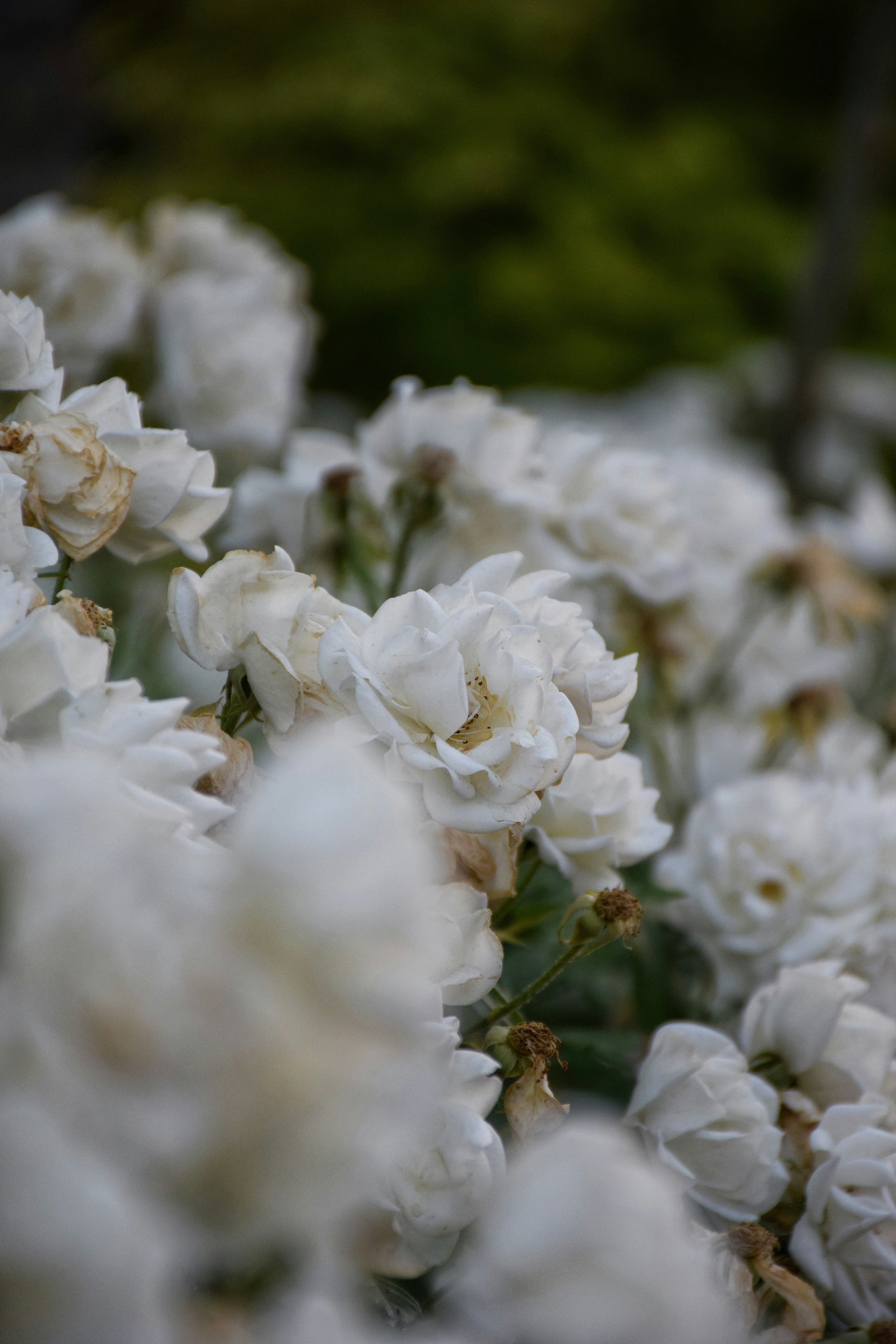 Photo by aliaghaee4789