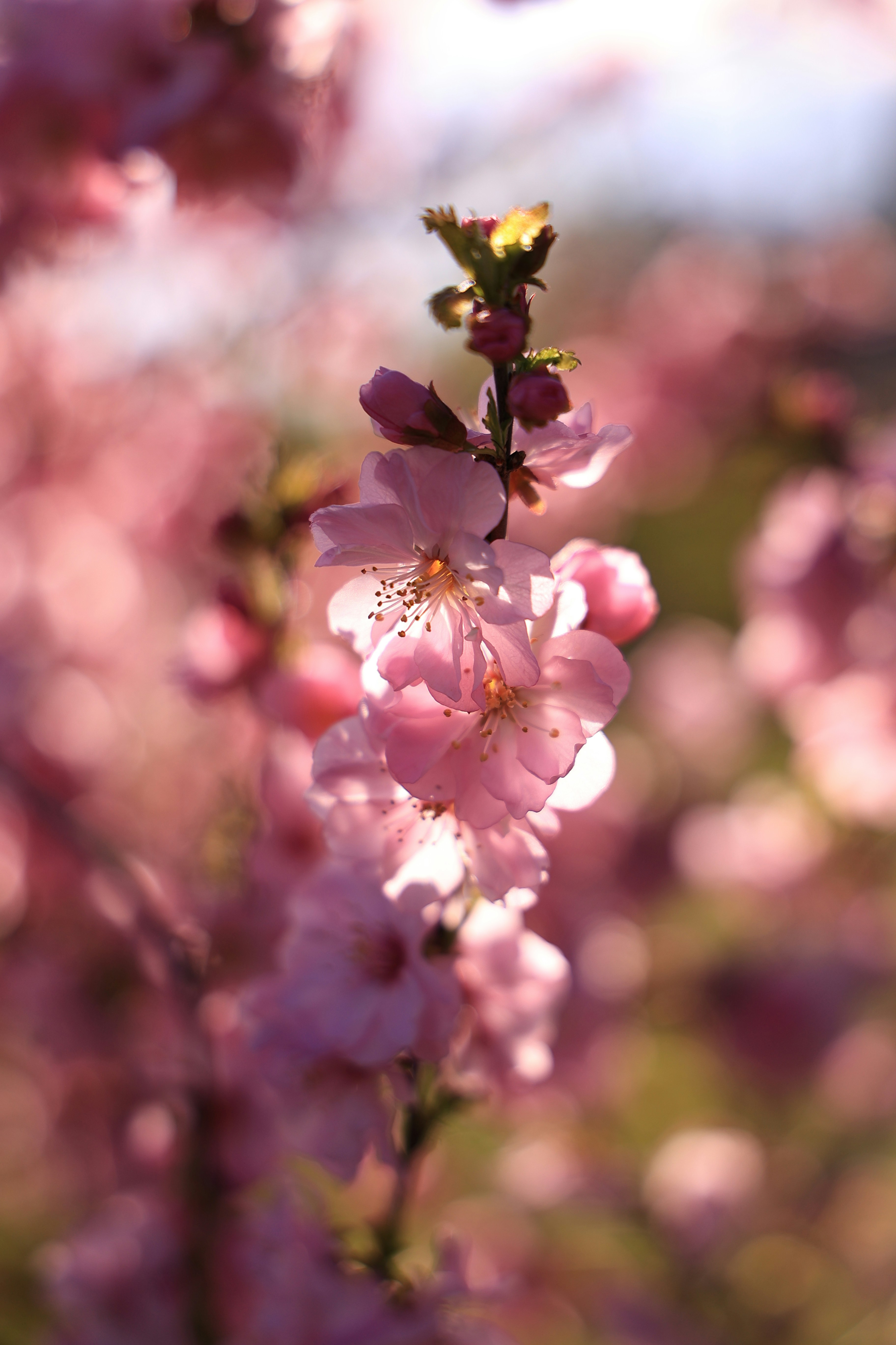 Photo by larisarunova