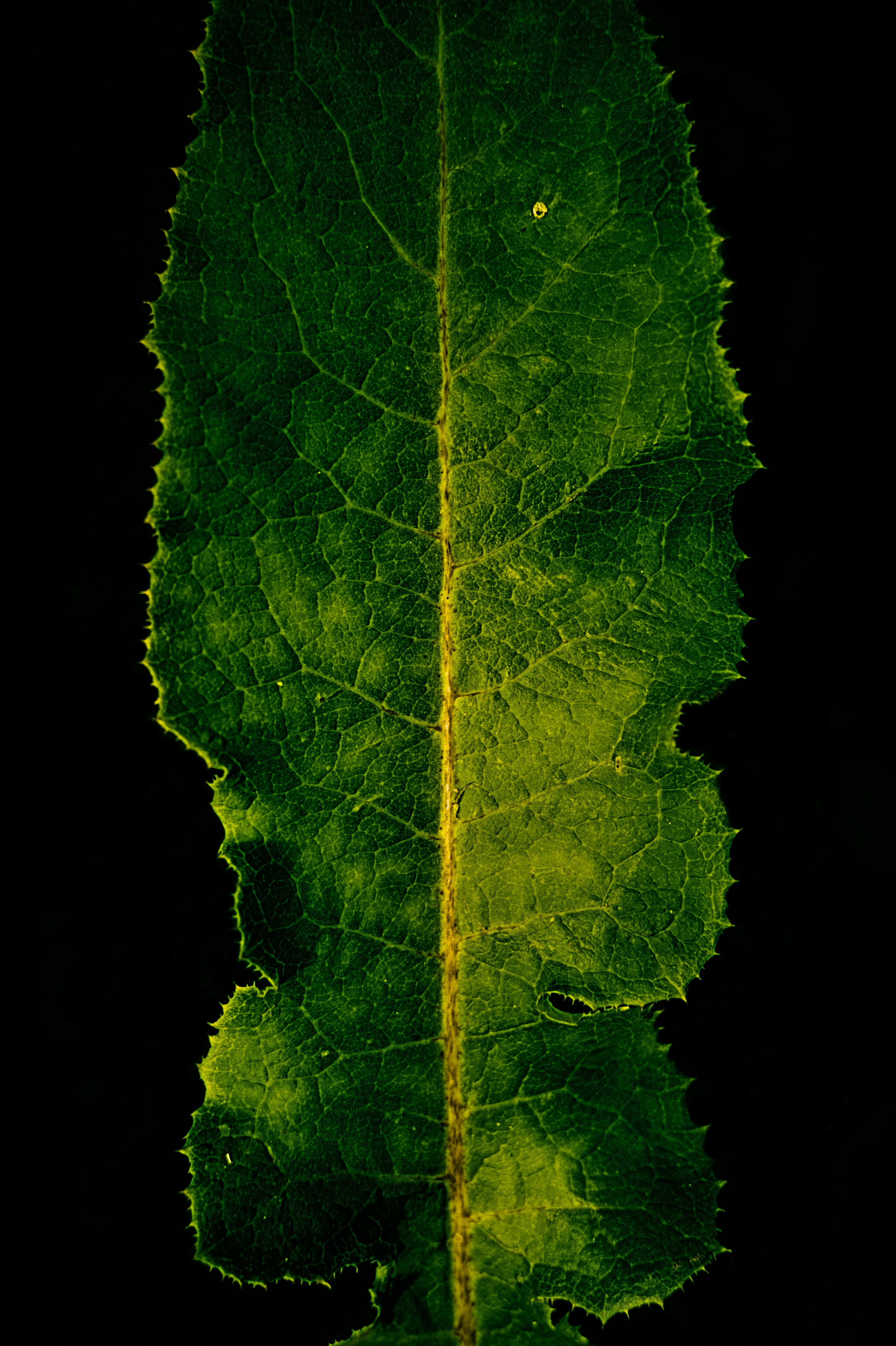 Fotosintesis NADPH