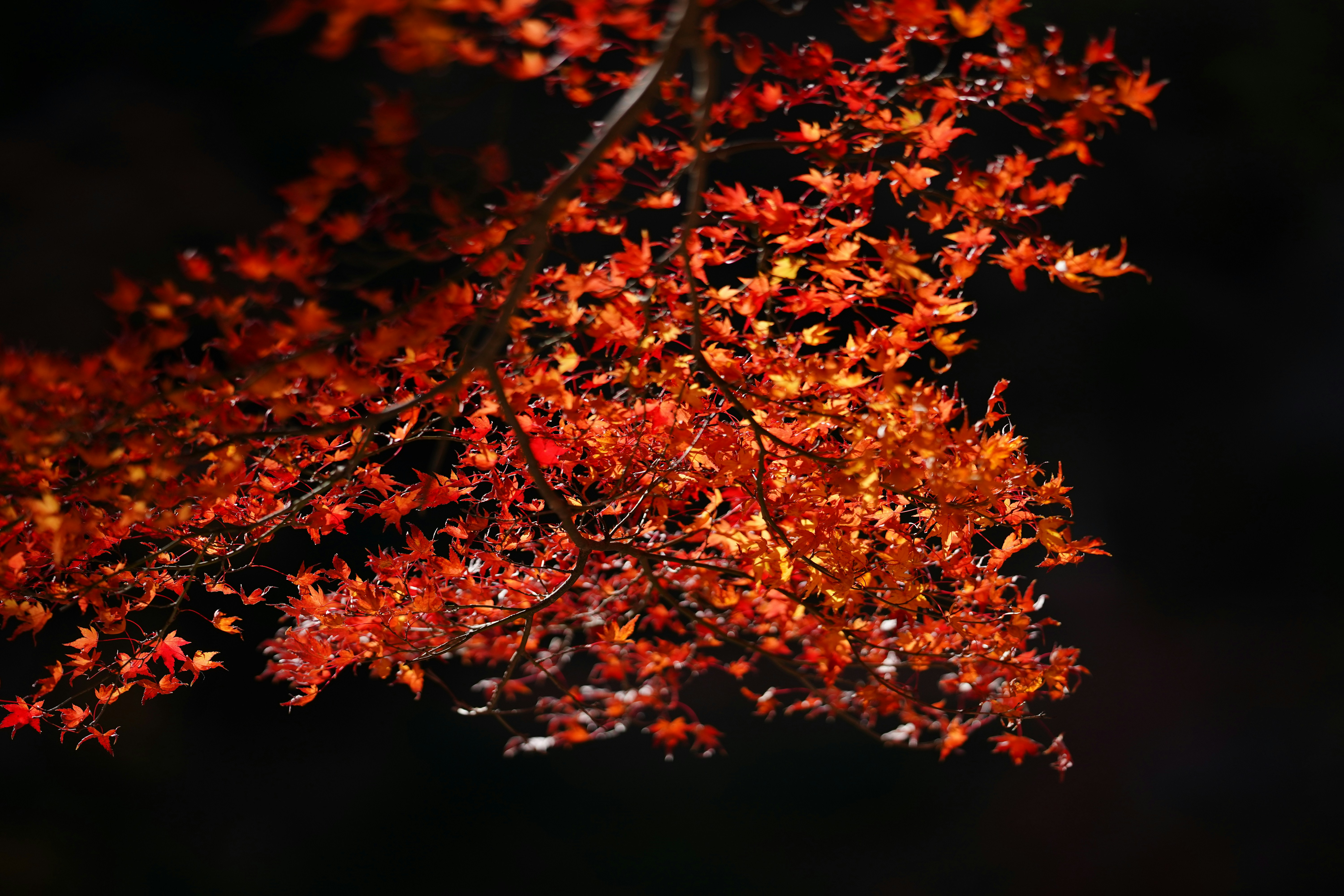 Photo by masakiringo