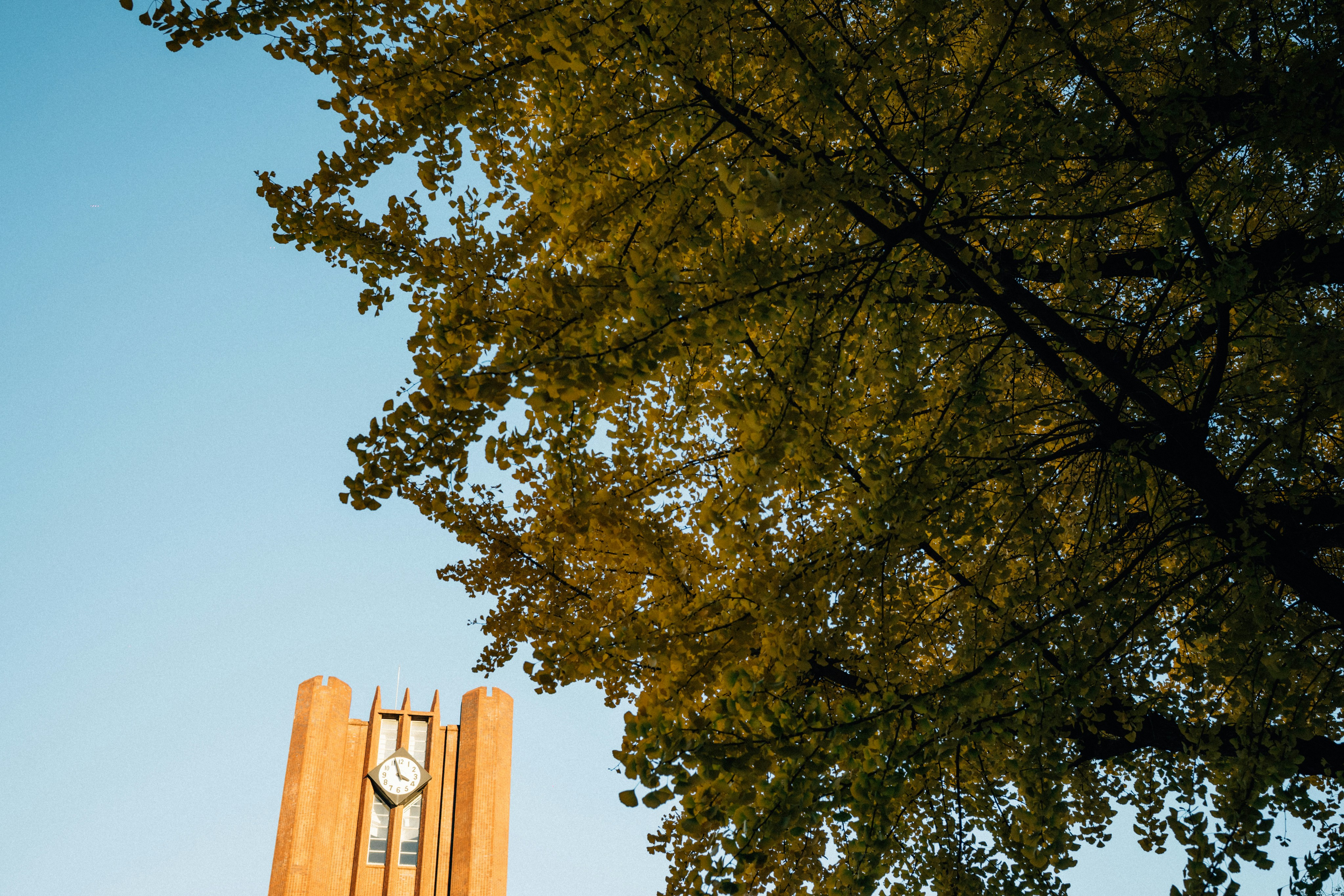 Clock tower is beneath a large tree.