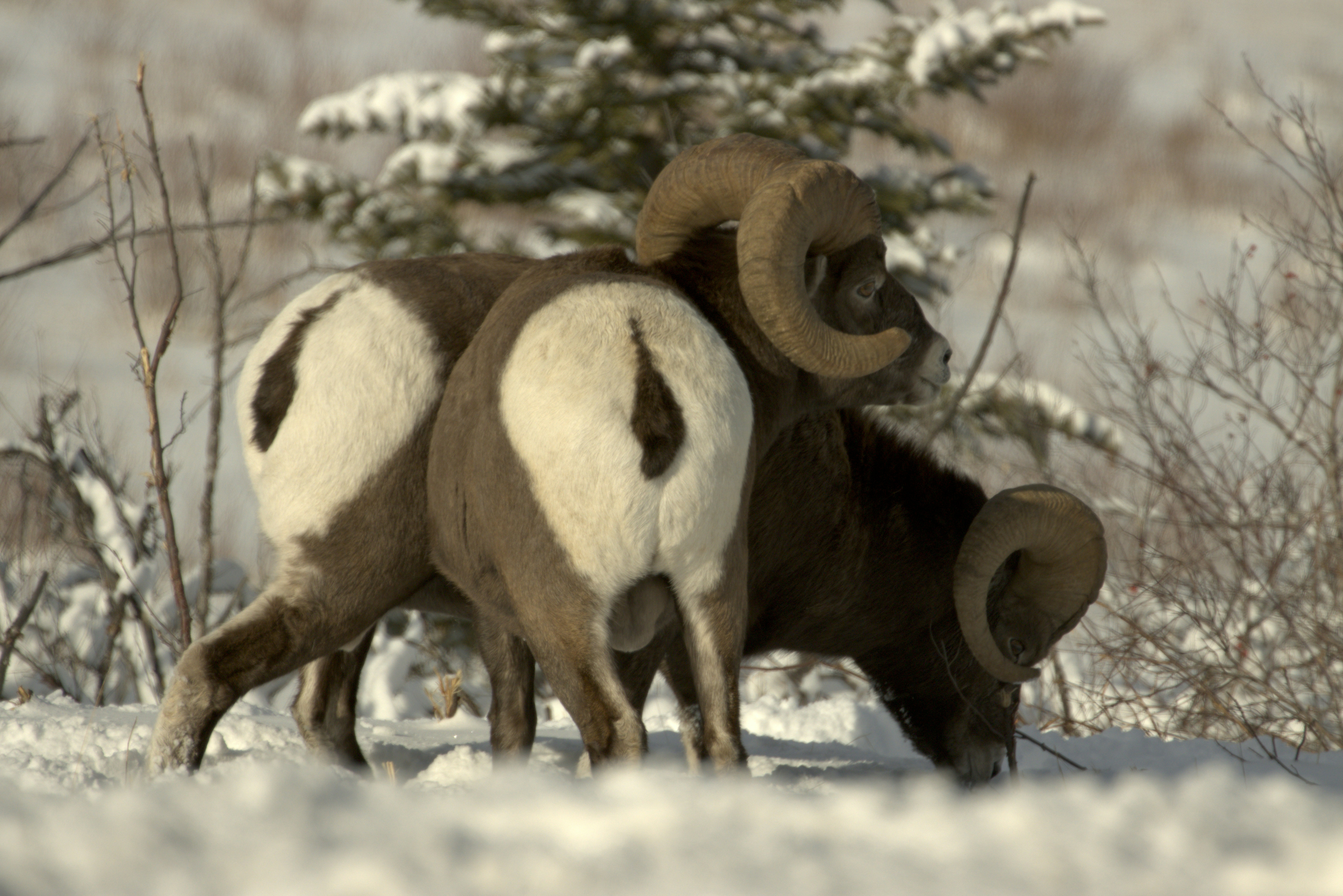 Deux mouflons d’Amérique dans la neige.