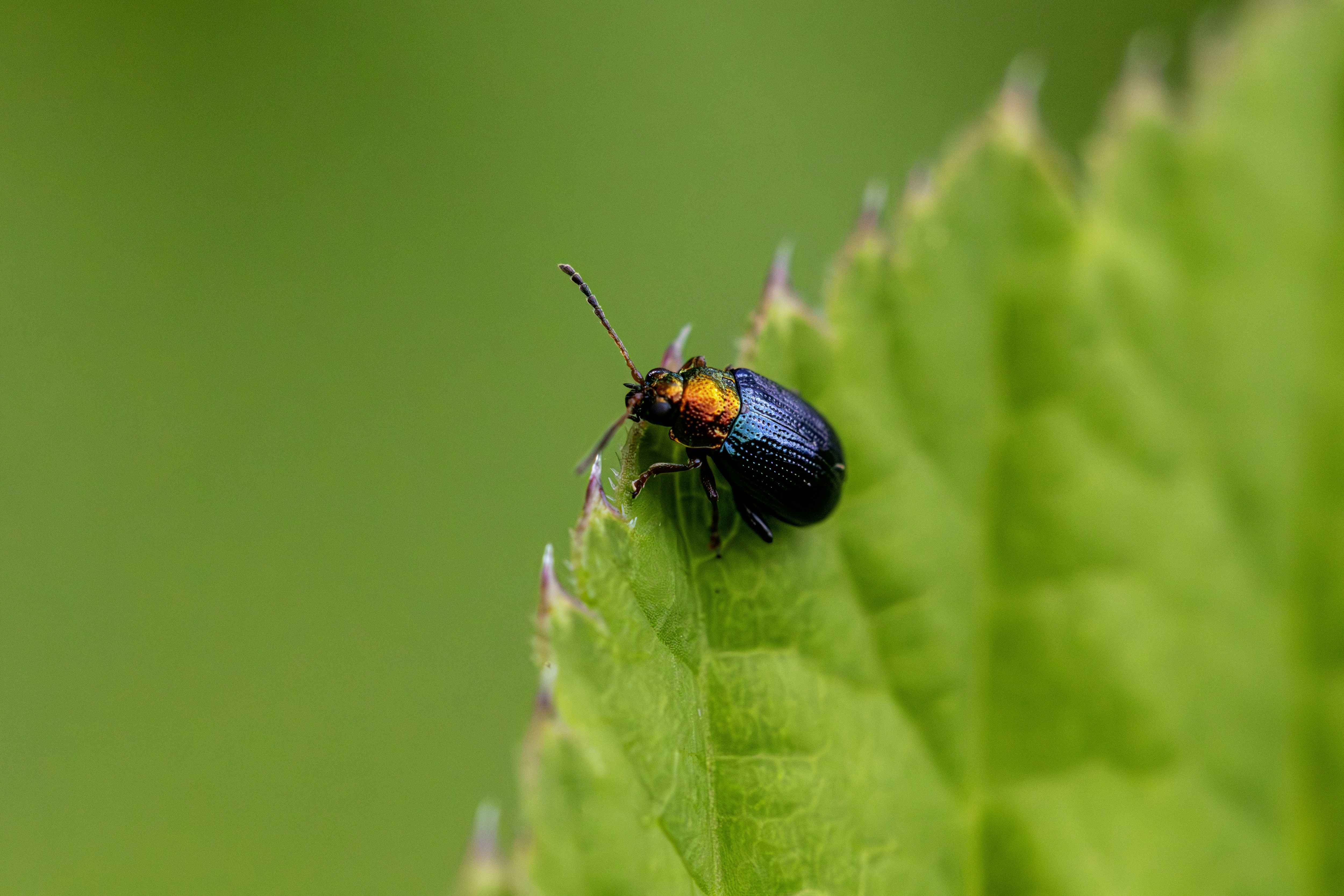 Photo by erik_karits