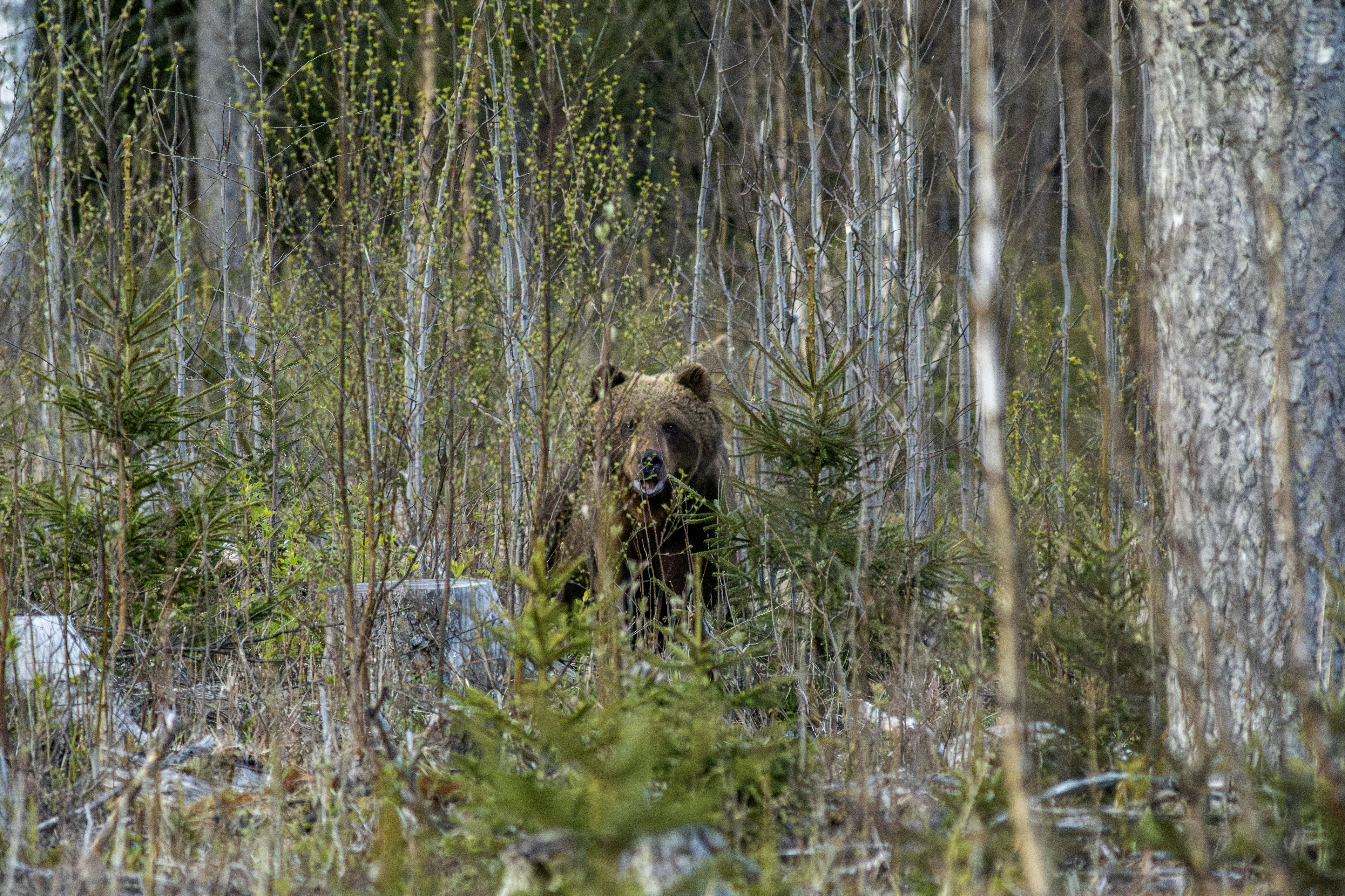 Photo by erik_karits