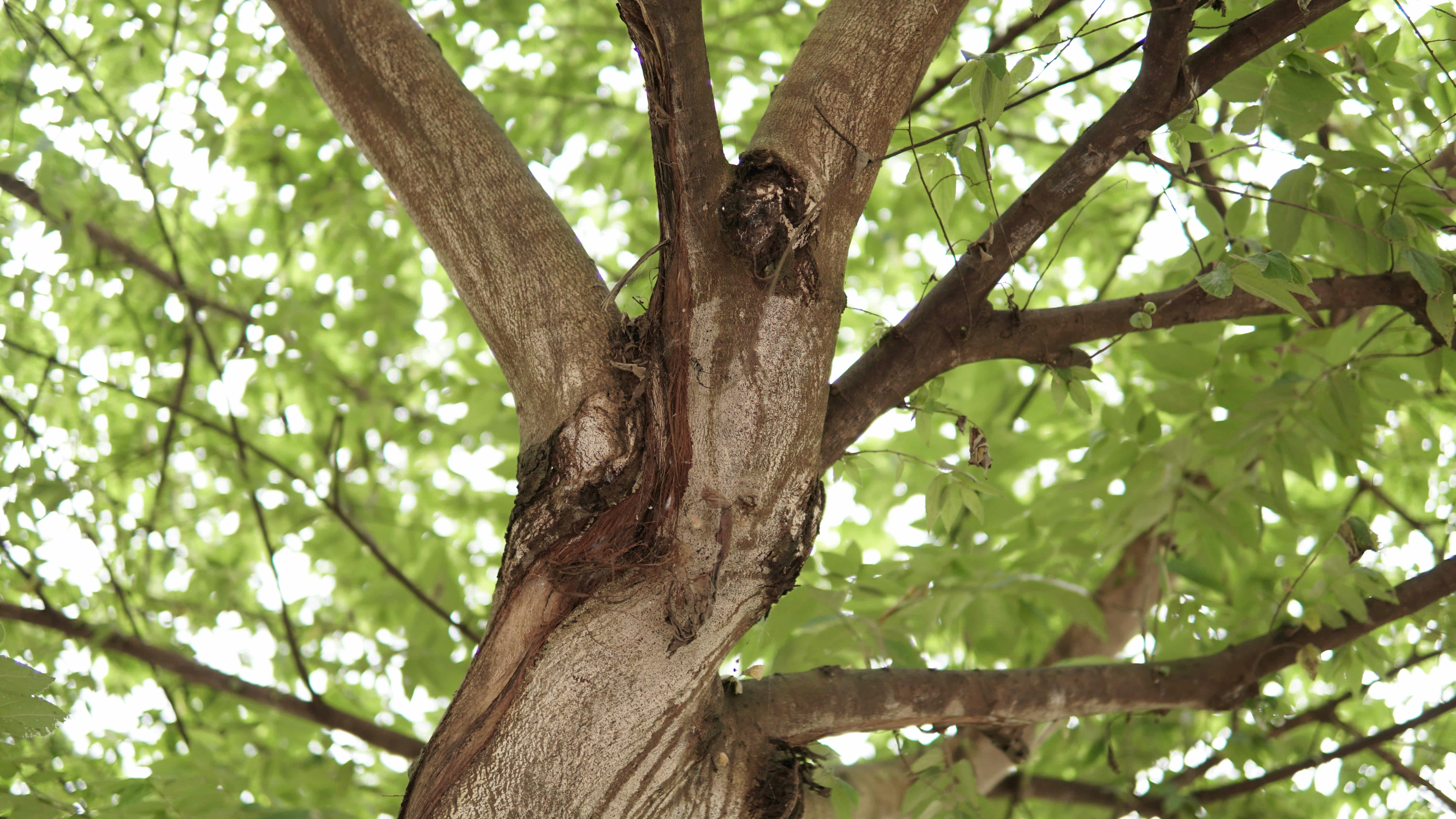 Photo by supriyantosoep