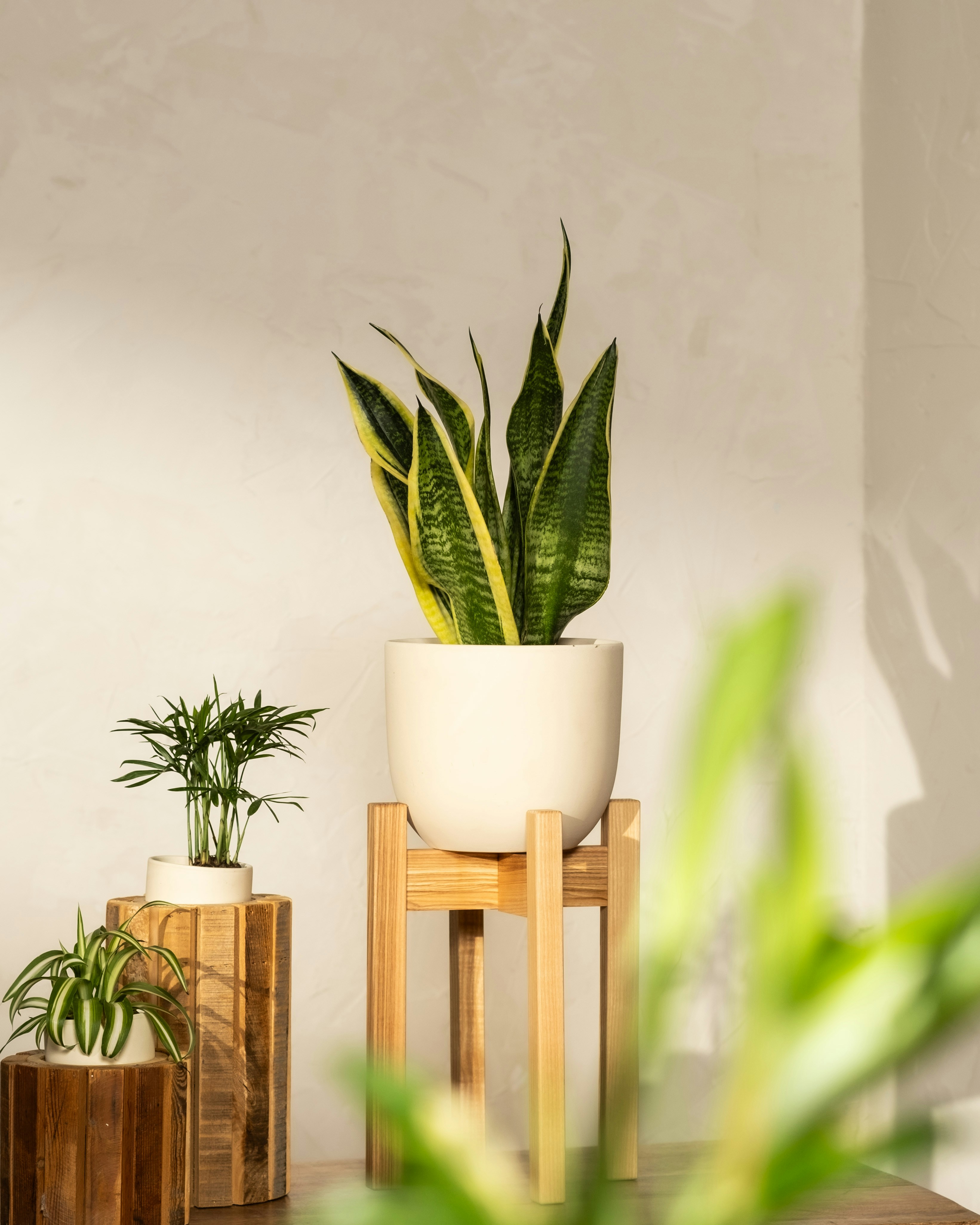 Photo by feeypflanzen