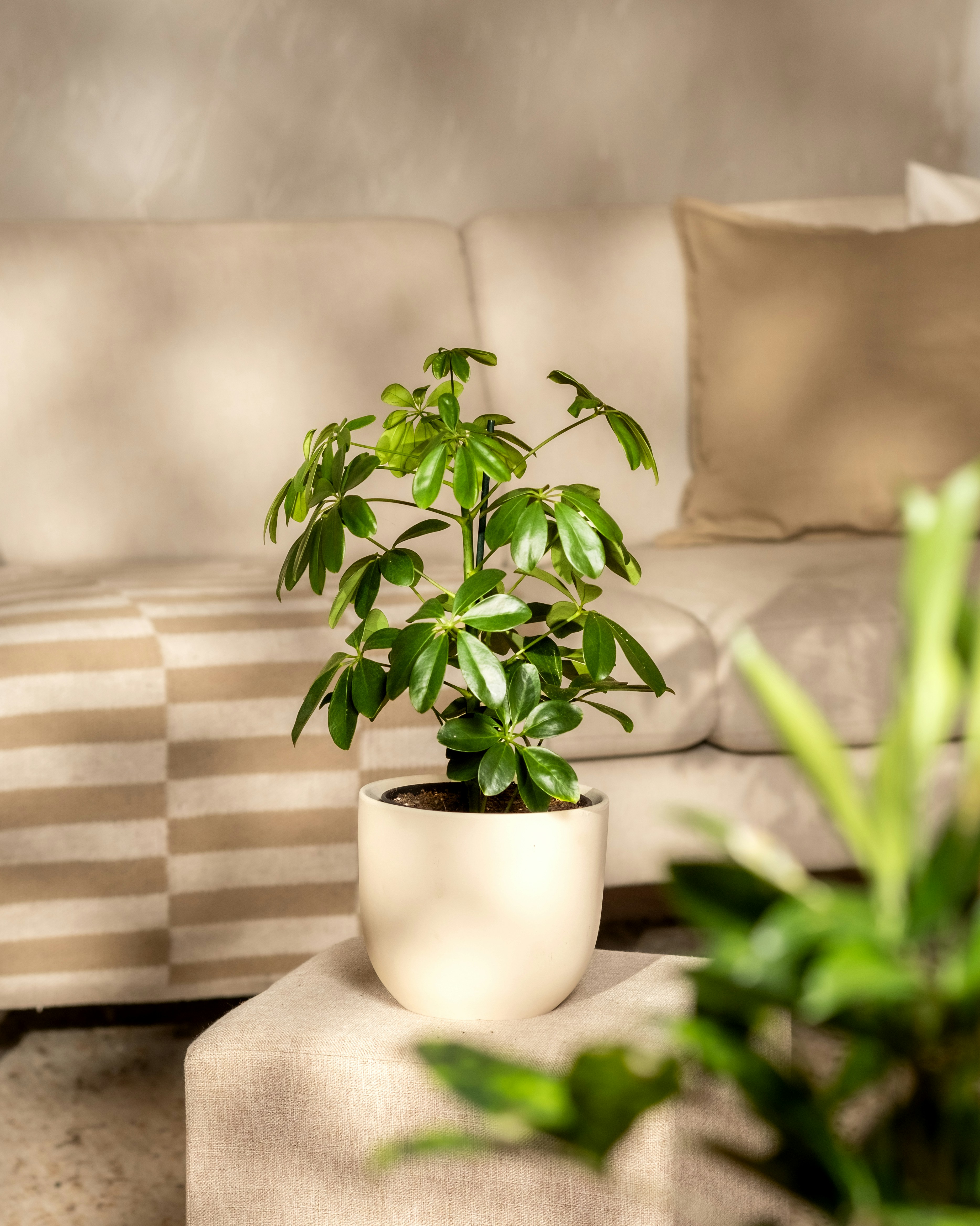 A lush plant sits gracefully in a modern living room.