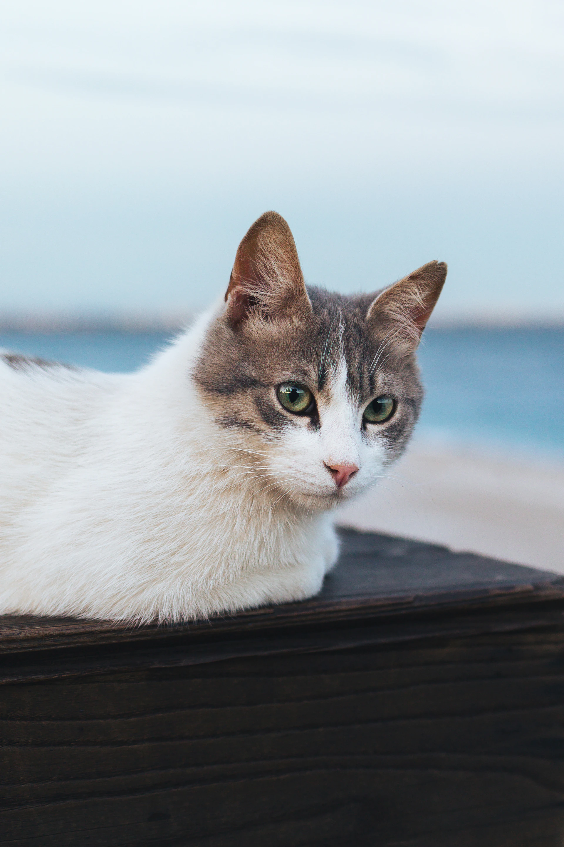 A cat rests by the water, looking serene.