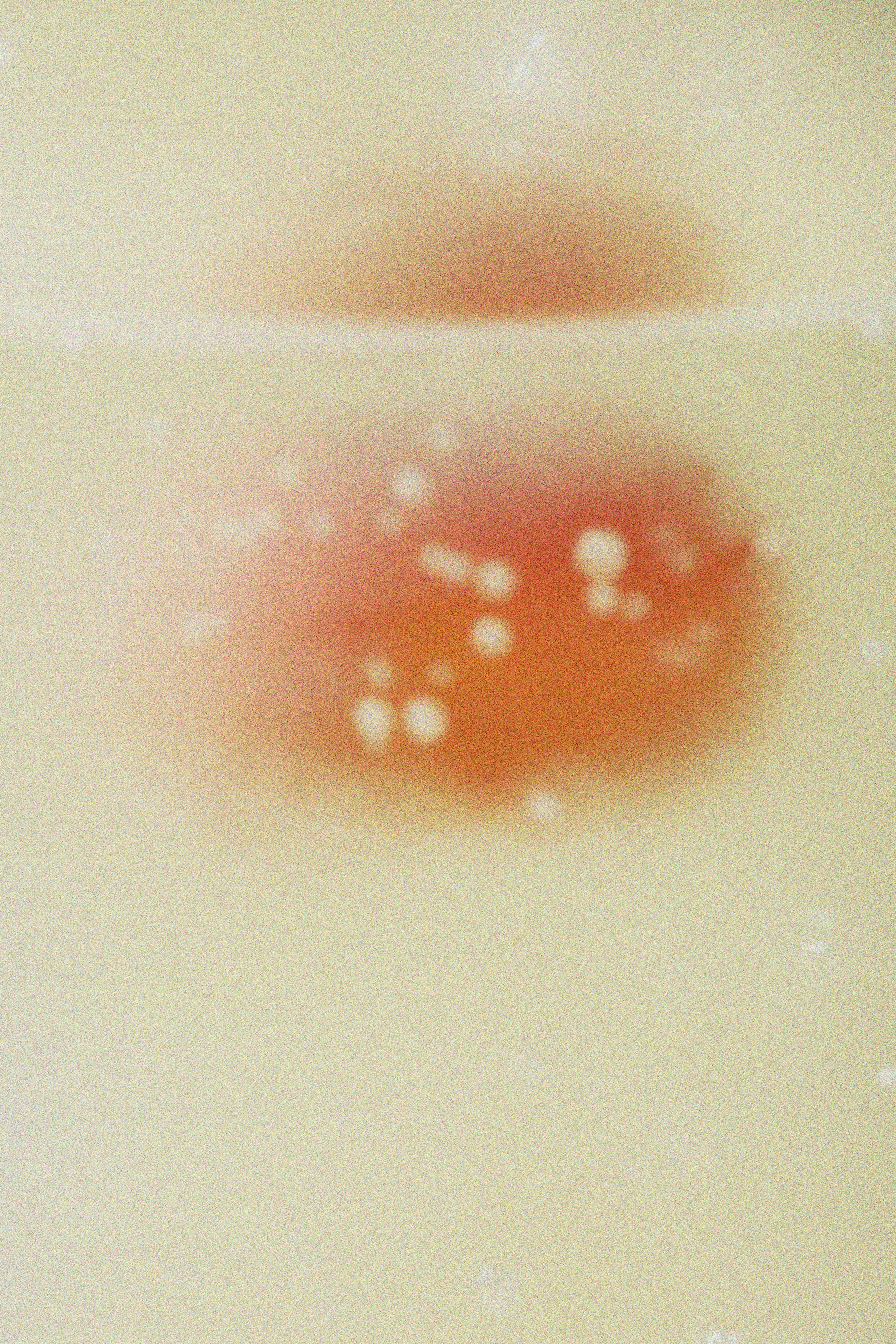 A red and orange blob with white spots.