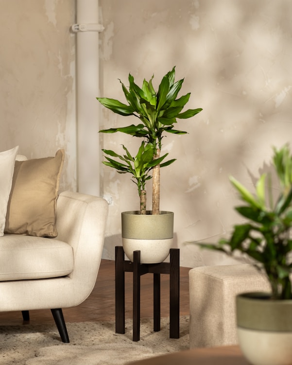A potted plant sits in a well-lit living room.