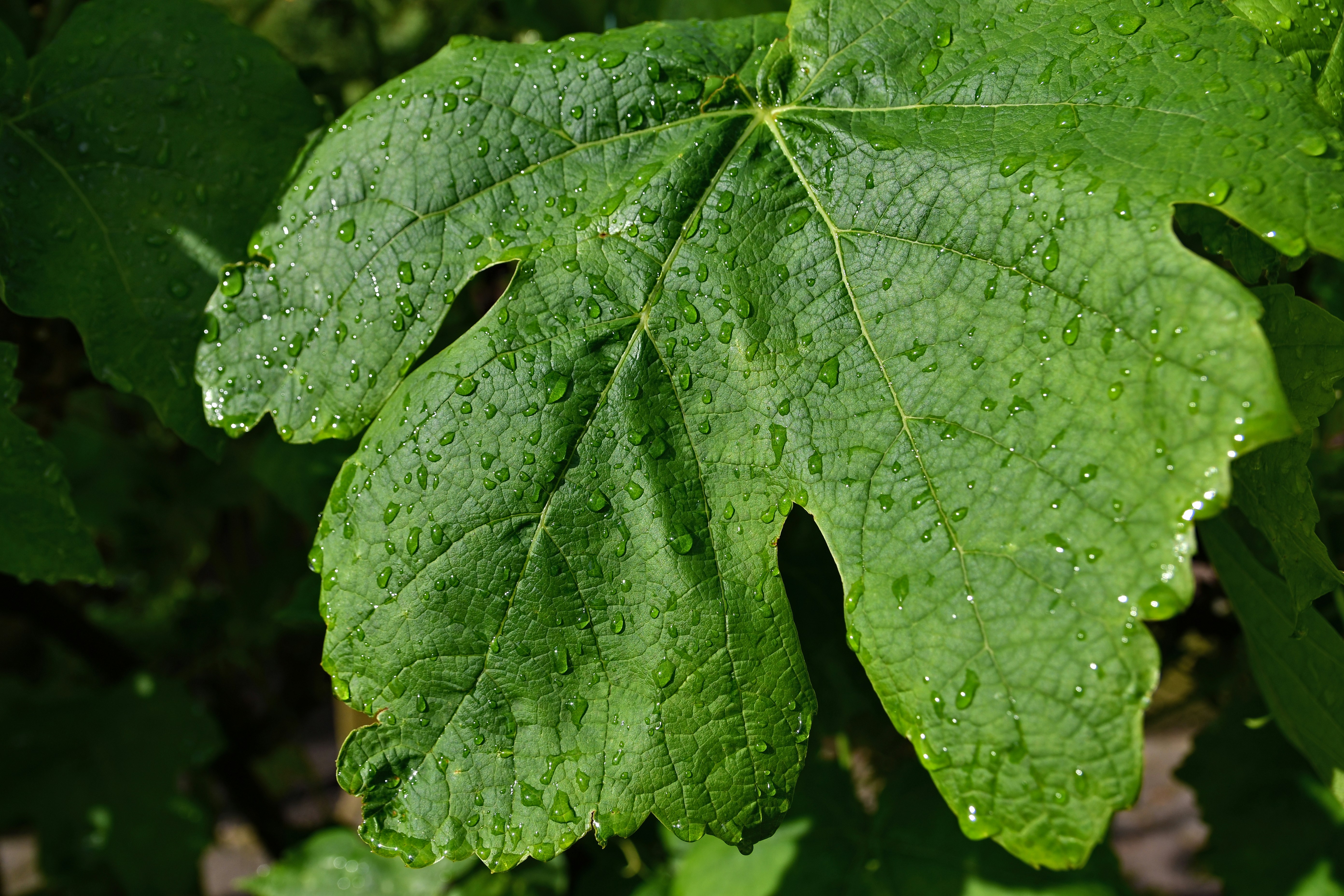 A green grape leaf covered in water droplets.