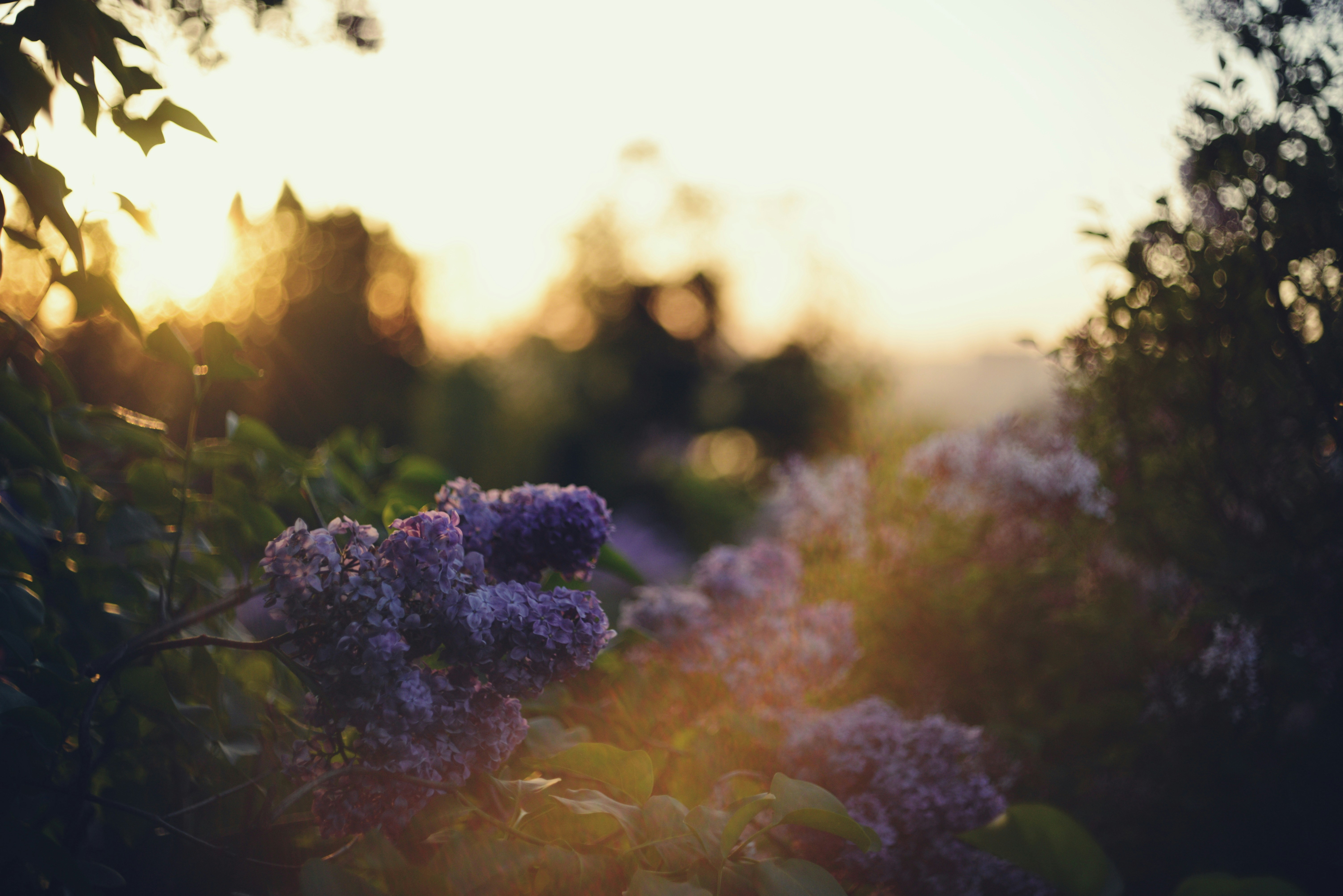 Selecting Between Dumpster Rental And Junk Removal Services: What's Best For You?